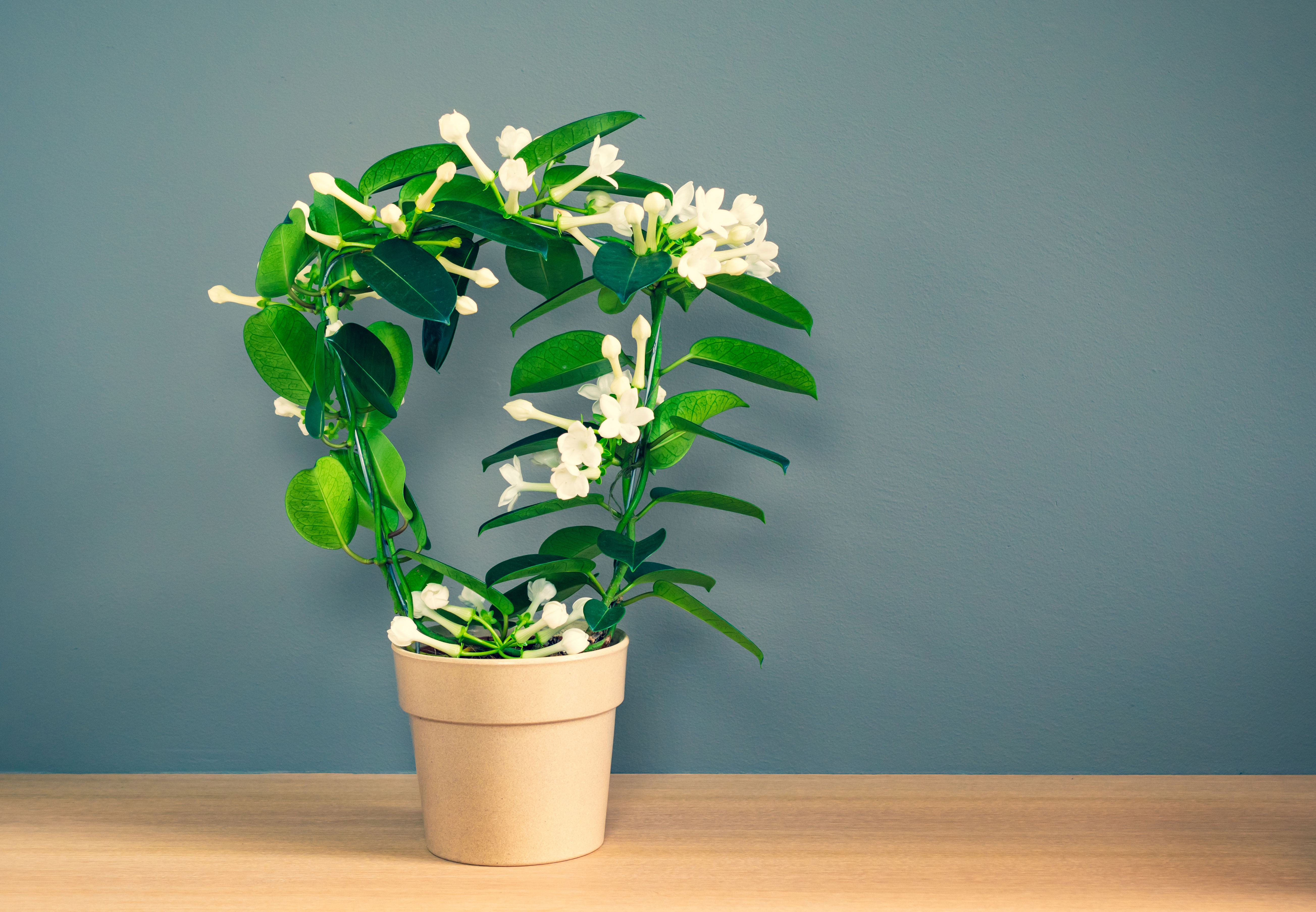 stephanotis-stephanotis-floribunda