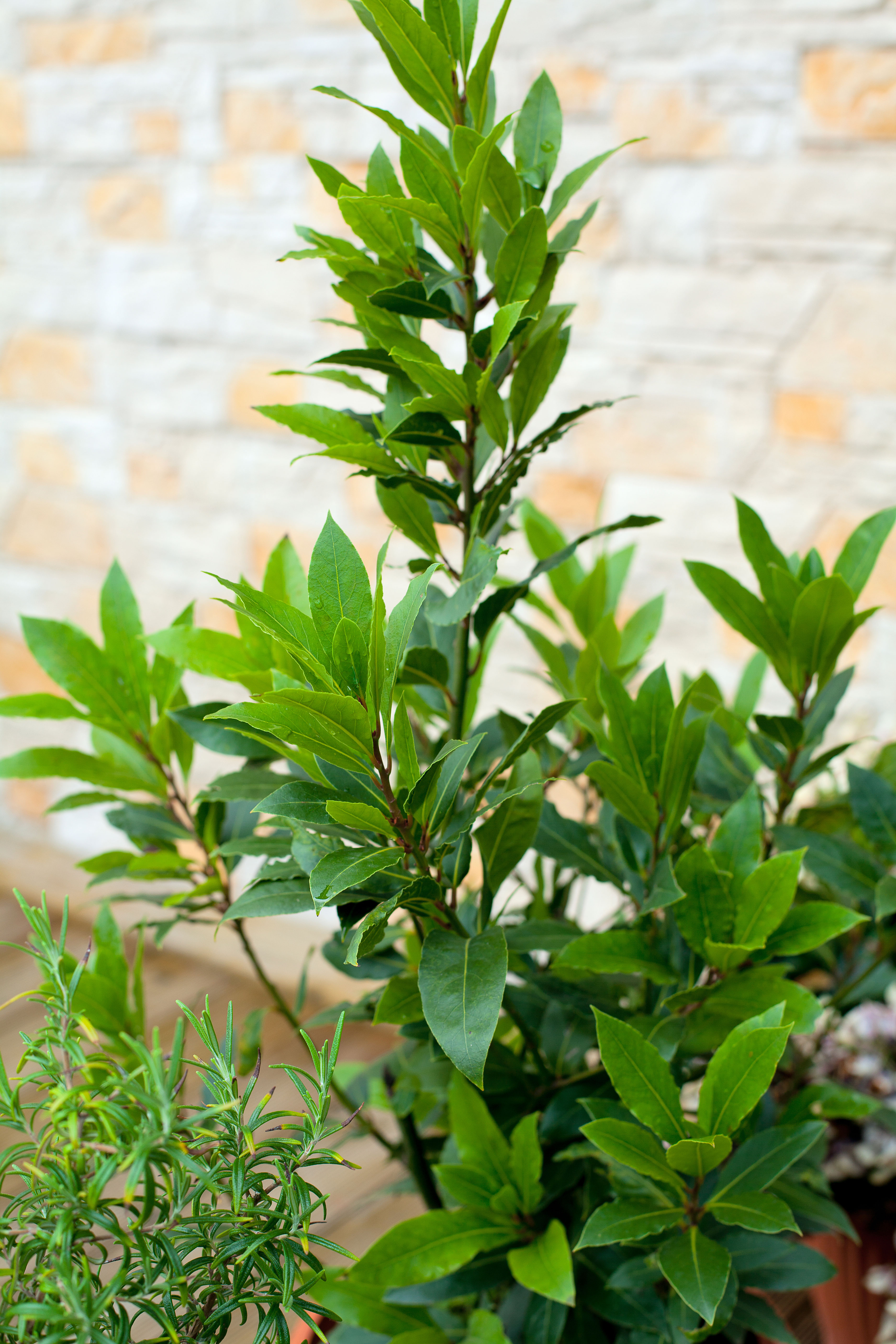 sweet-bay-laurus-nobilis
