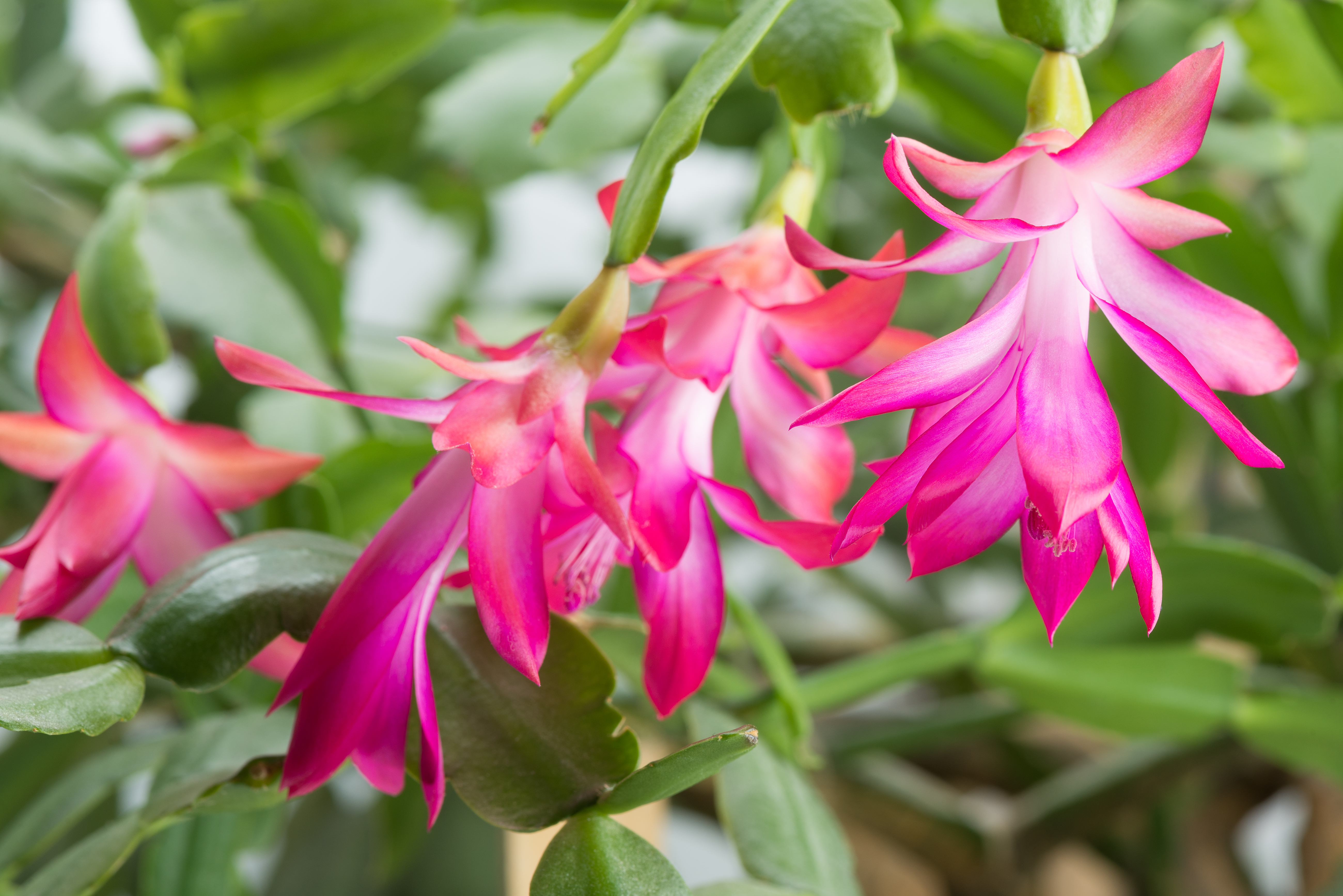 christmas-cactus-schlumbergera-x-buckleyi