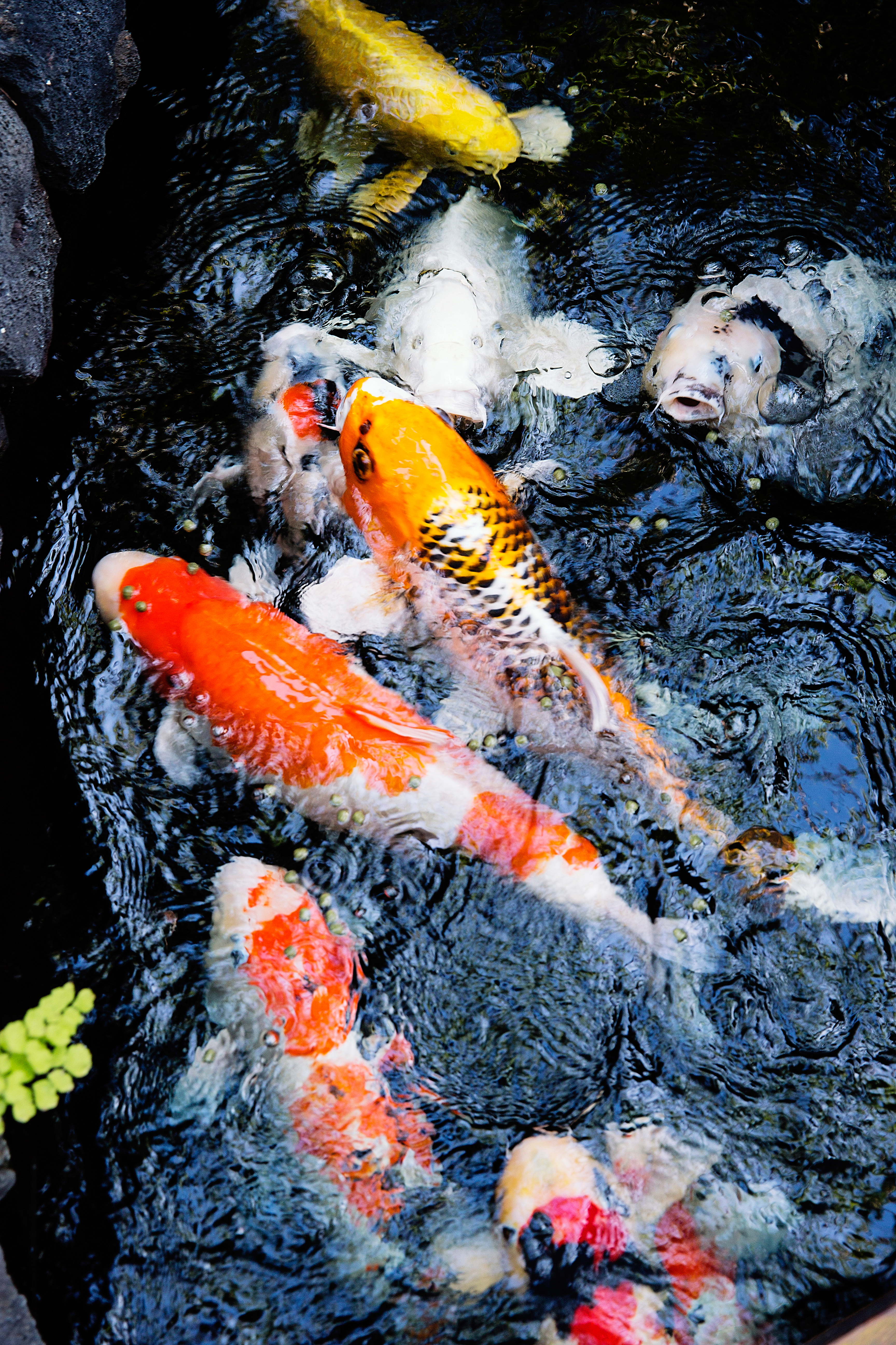 playing-it-koi
