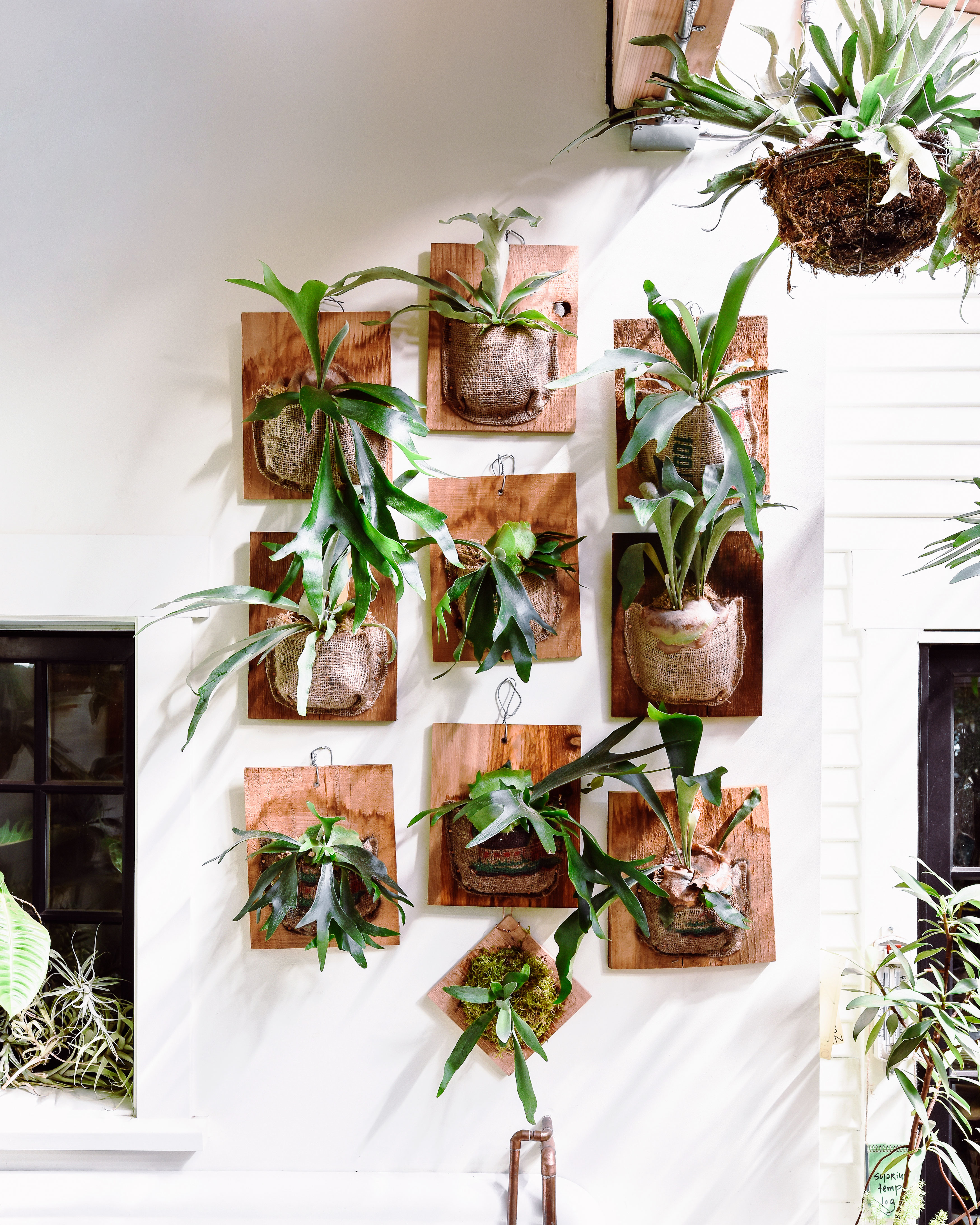 staghorn-fern