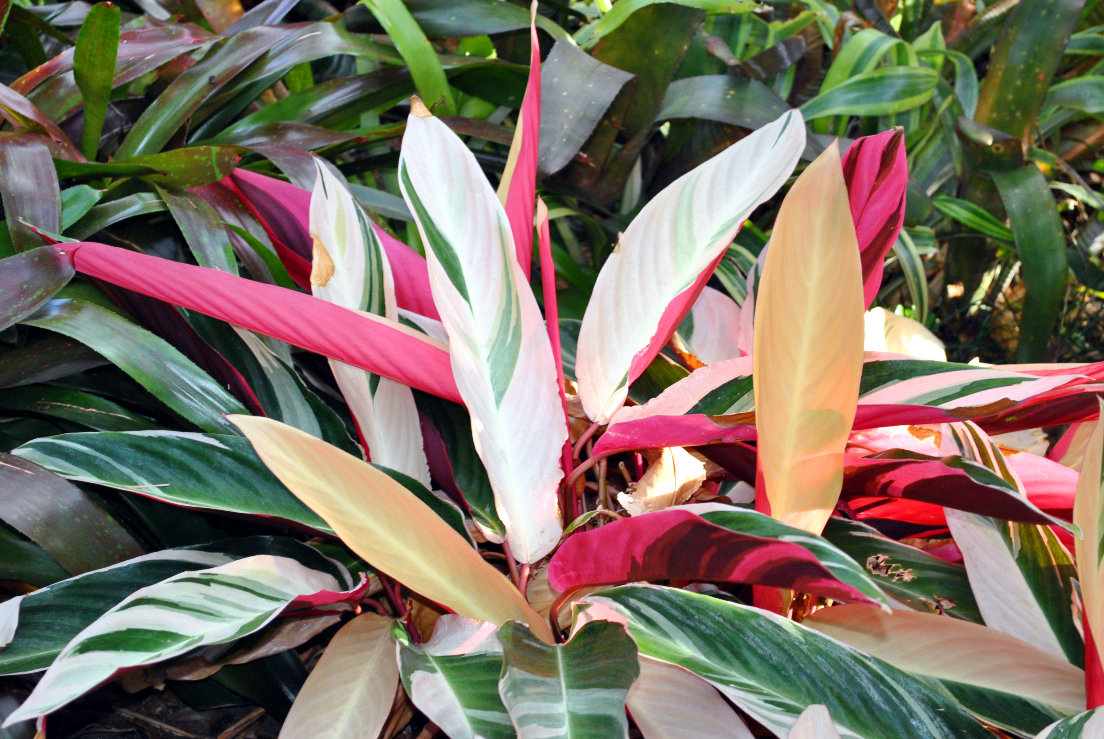 tricolor-prayer-plant-magenta-triostar