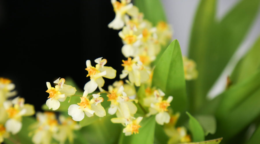 ‘Twinkle’ Orchid (Oncidium ‘Twinkle’)