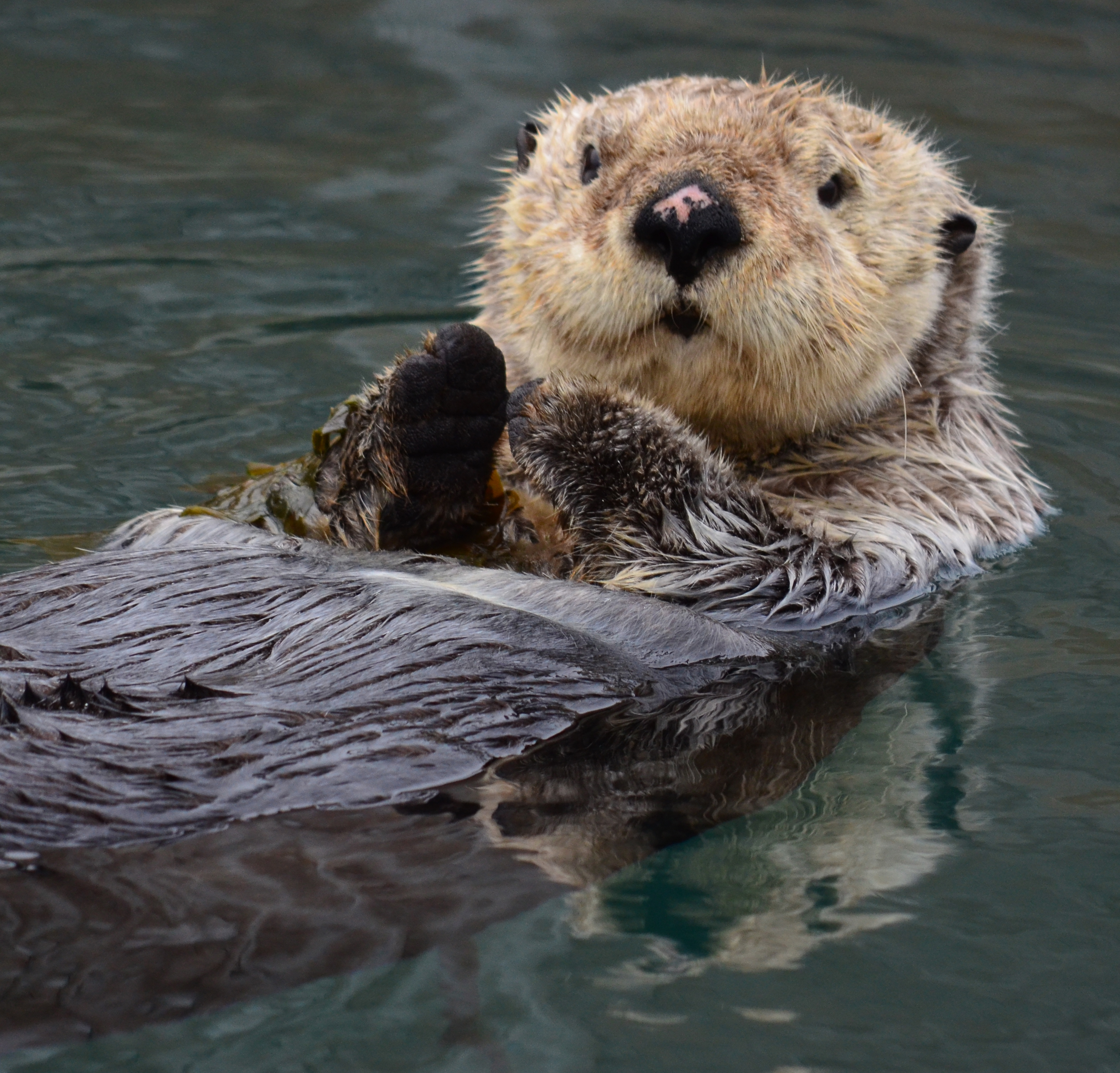 Sea Otter Awareness Week