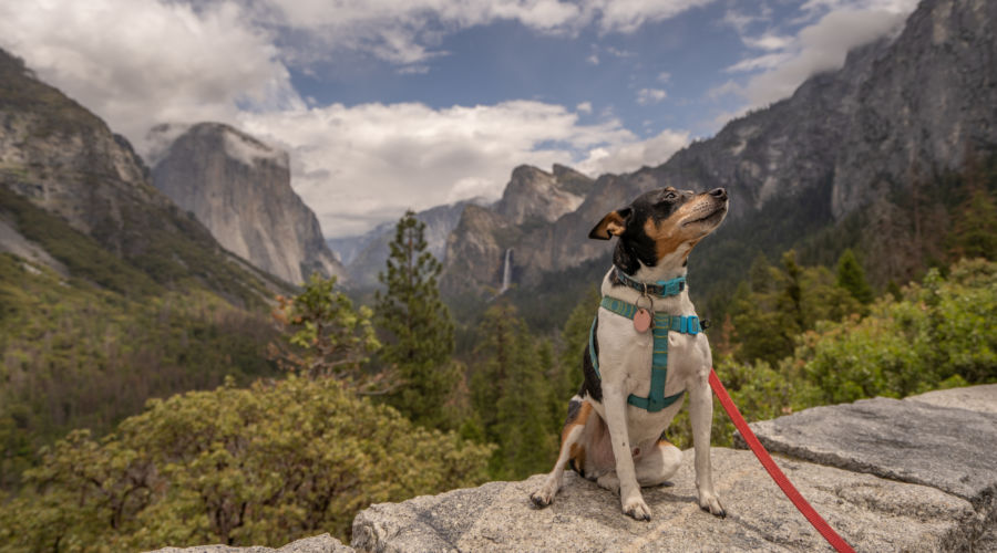 Dog Friendly National Parks In The West Sunset Magazine