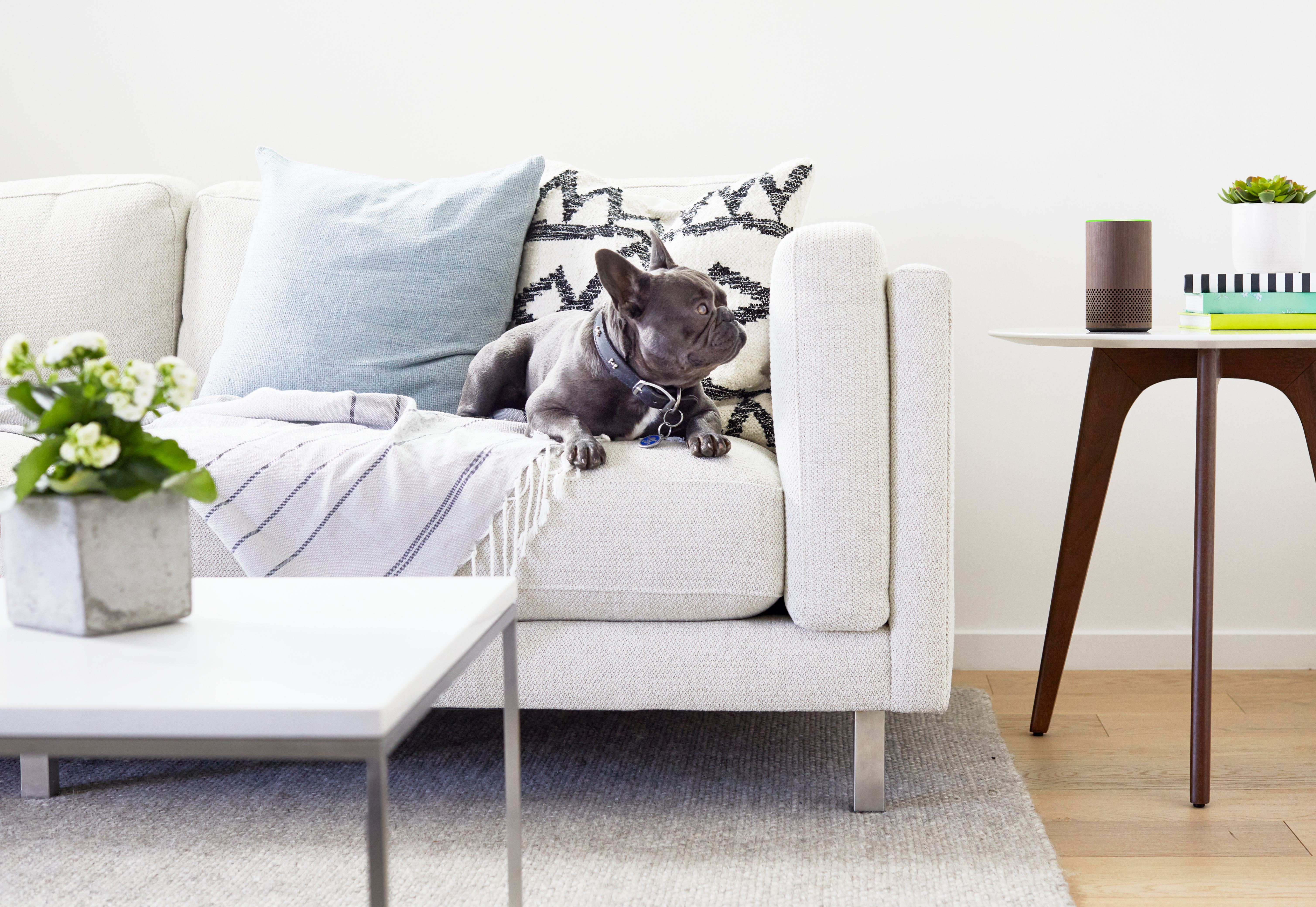 Amazon Echo in Living Room