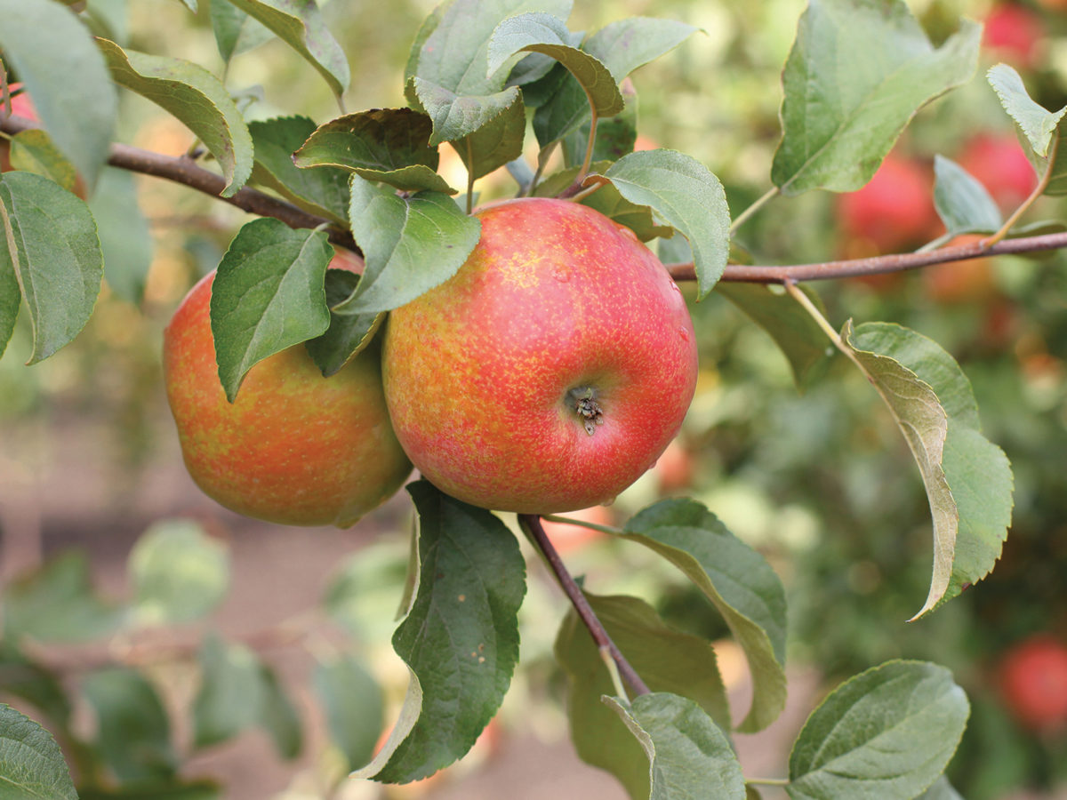 Honeycrisp Apple – Trees of Antiquity