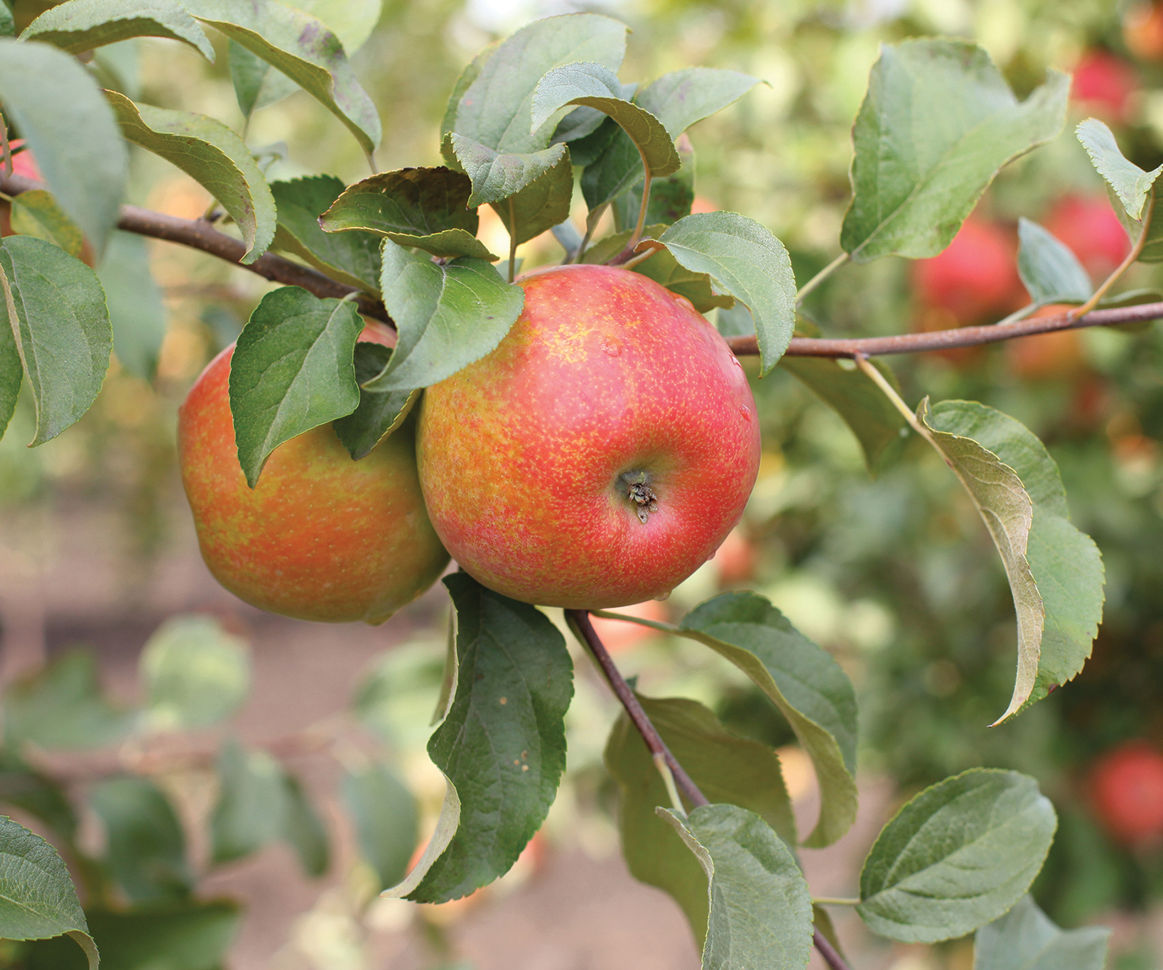 Honeycrisp Apple Tree More Varieties To Grow In Your Home Garden Sunset Magazine