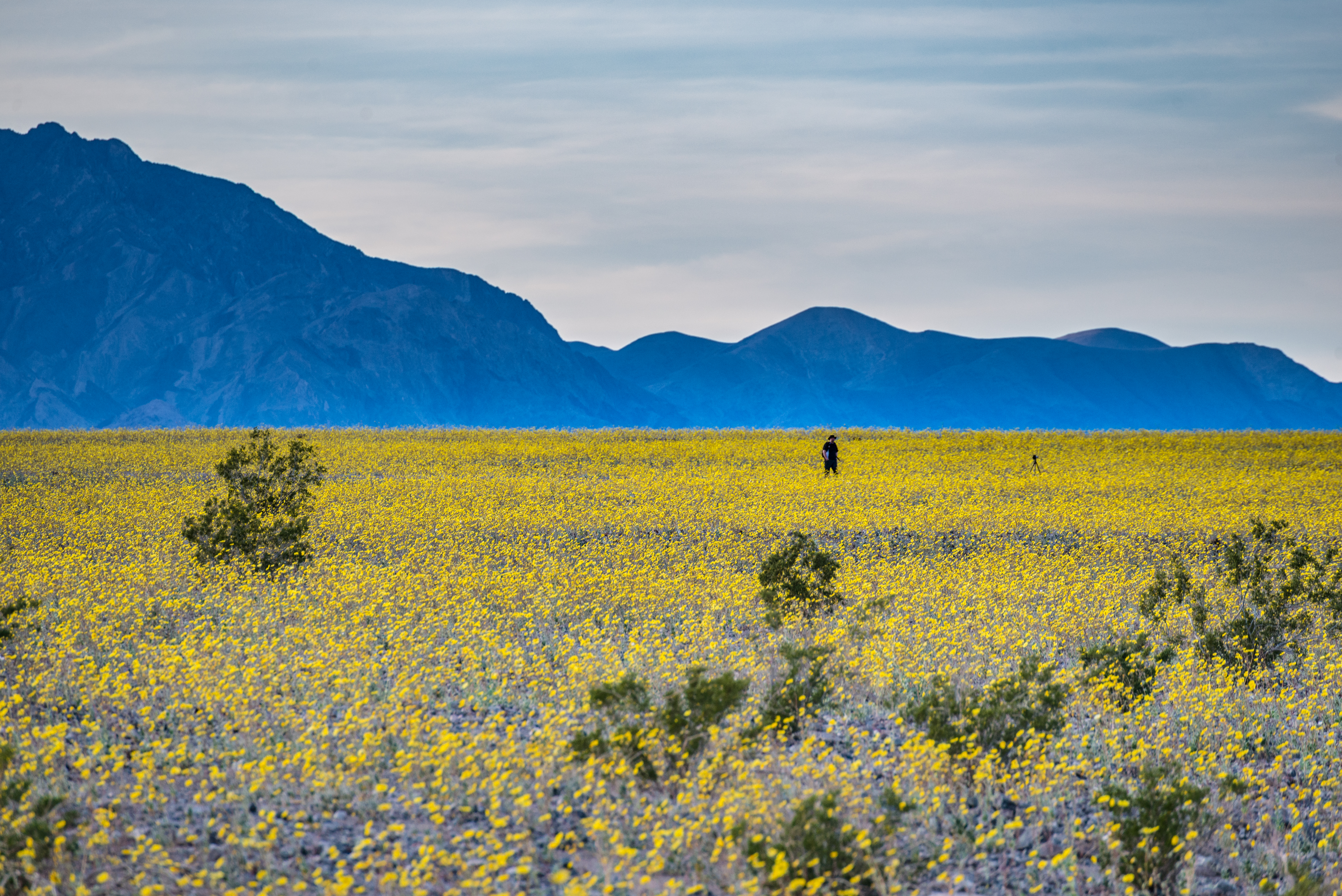 Wildflower Super Bloom in Death Valley