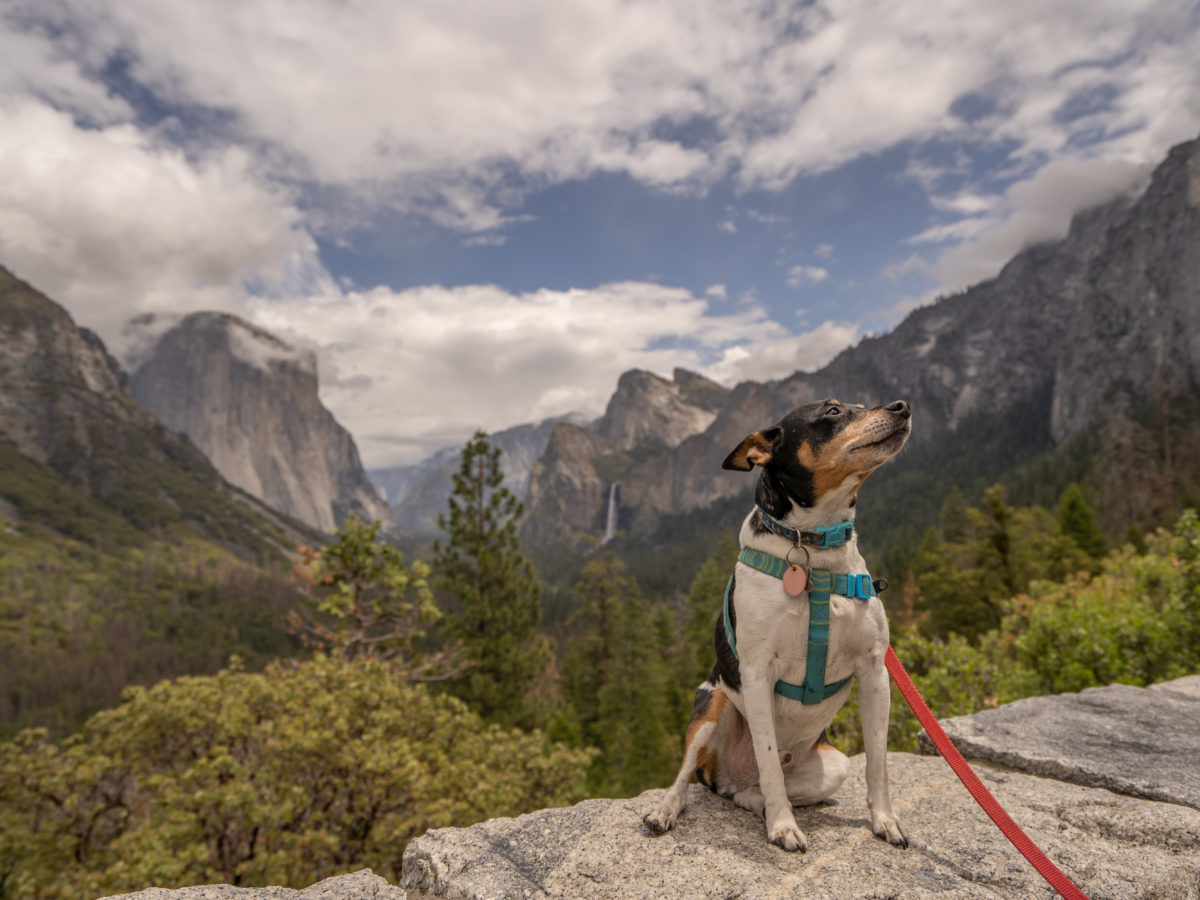 are dogs allowed in yosemite valley