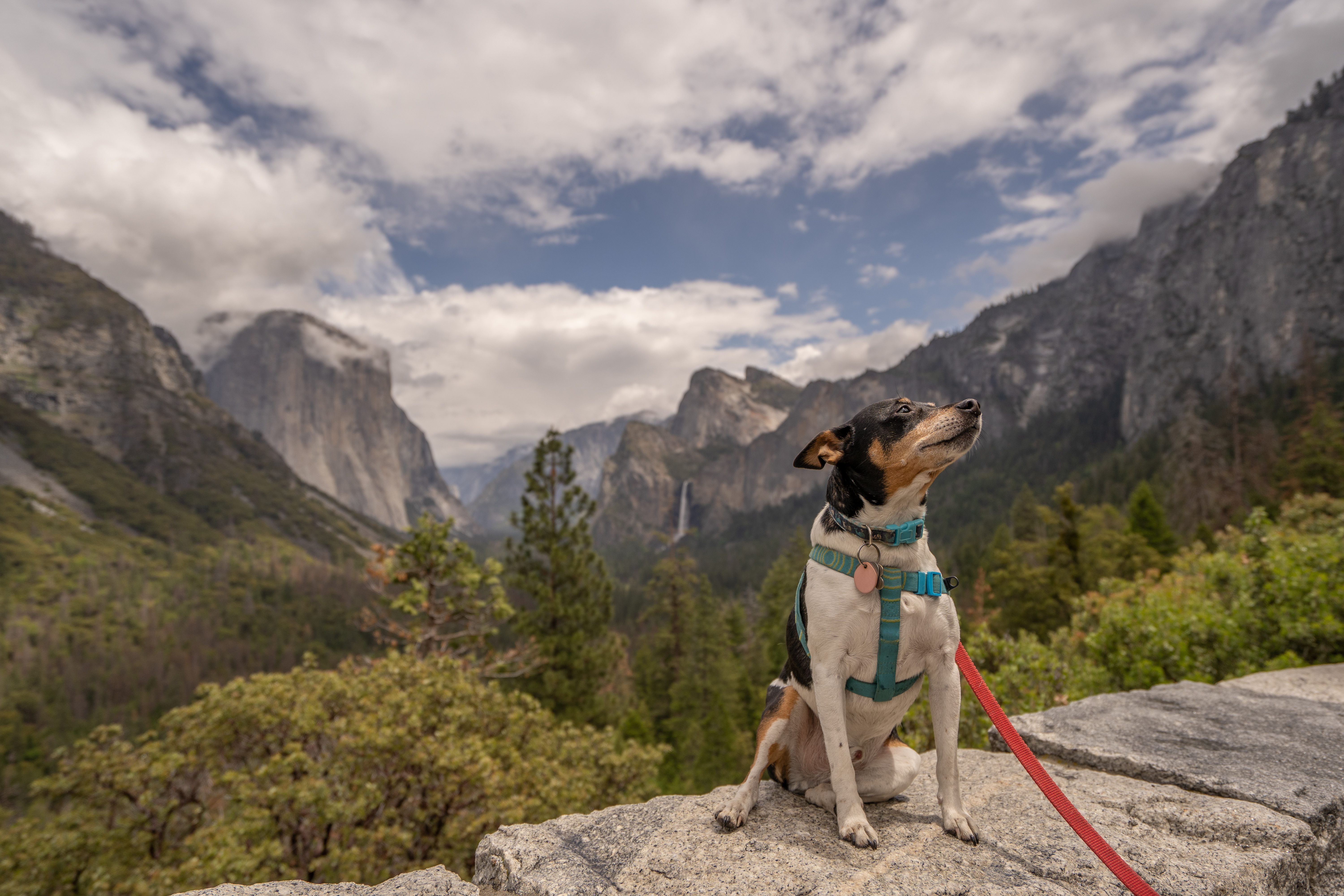 Our Dog-Friendly Guide to National Parks