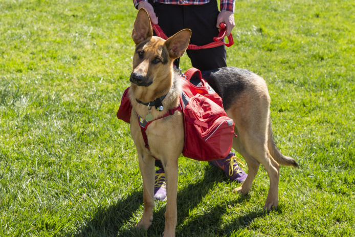 Dog Backpack