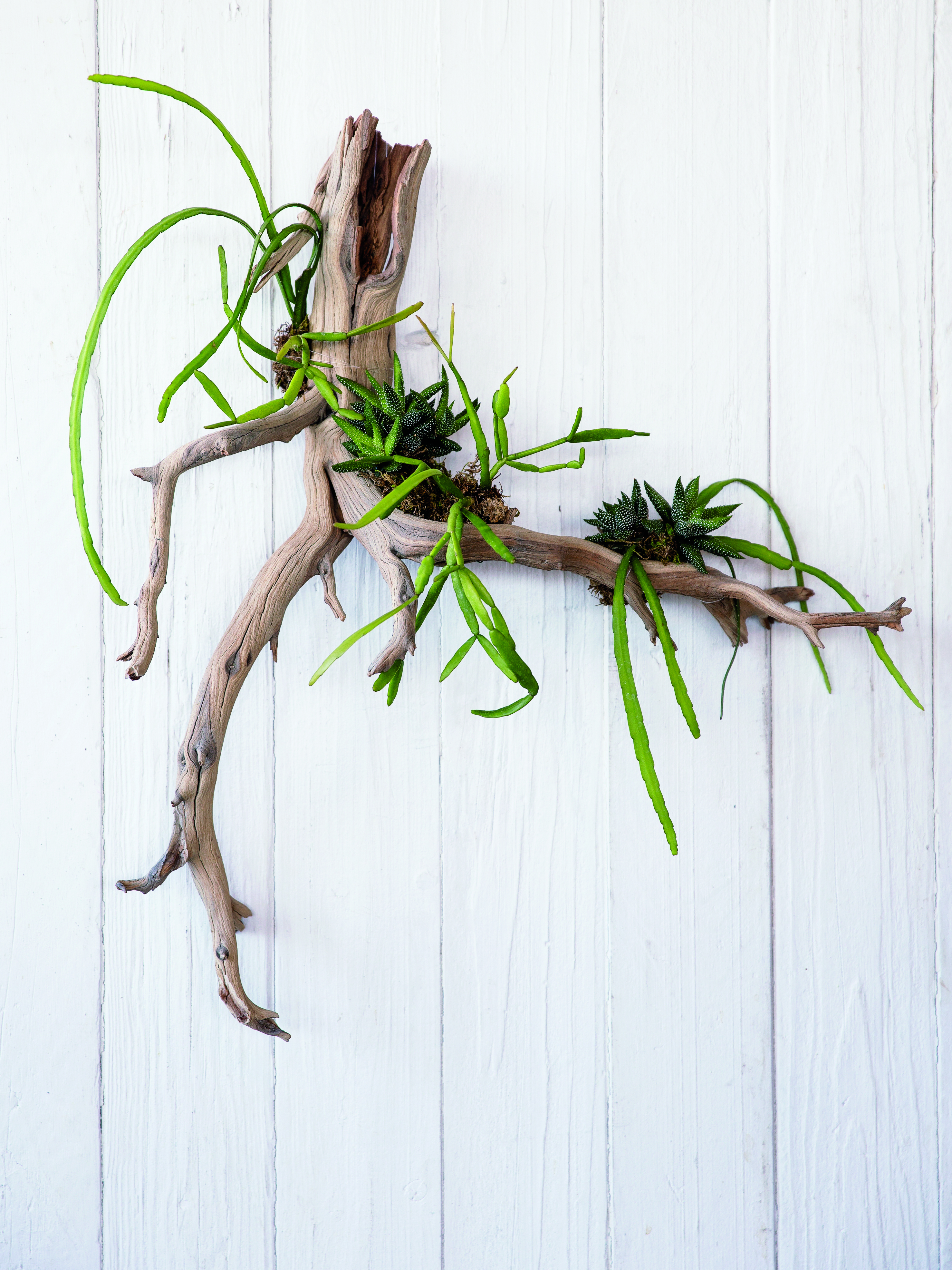 How to Make a Natural Wood Succulent Display