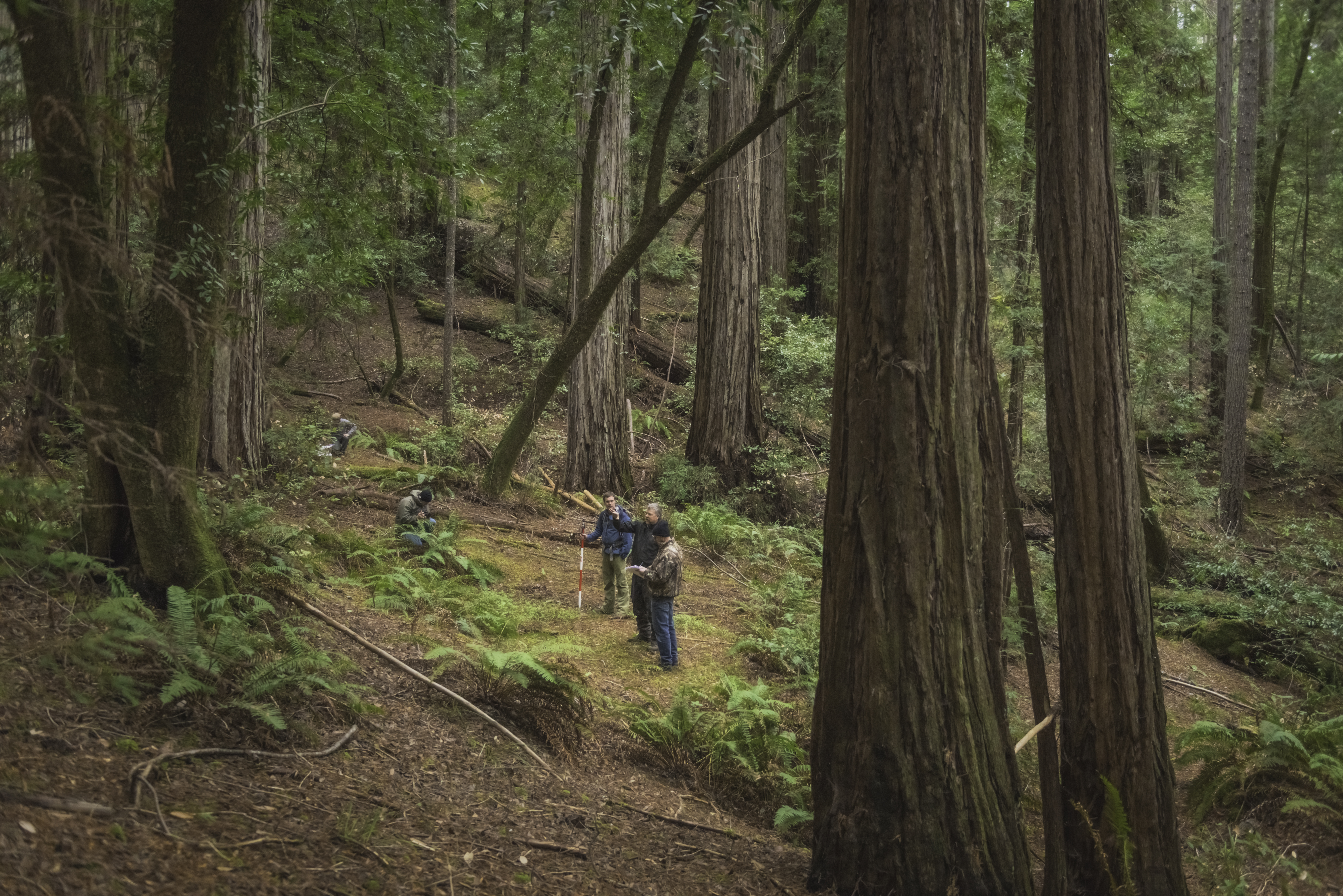 Harold Richardson Redwood Reserve