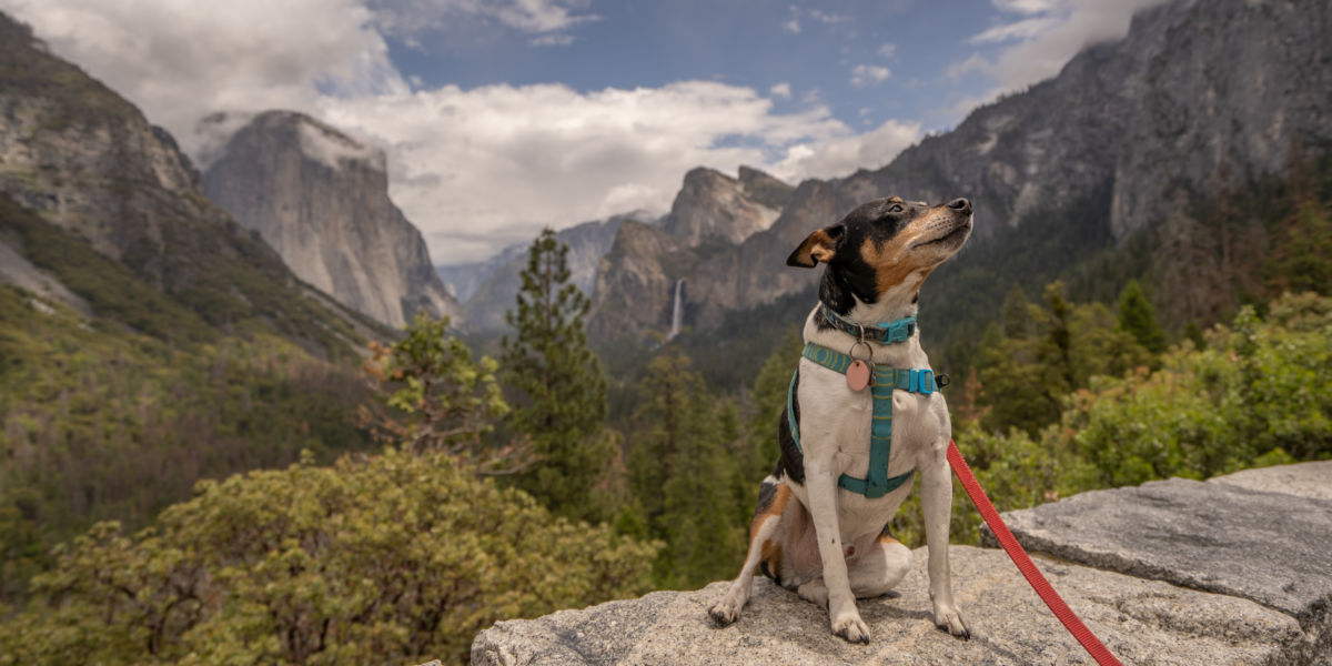 Dog at Yosemite National Park