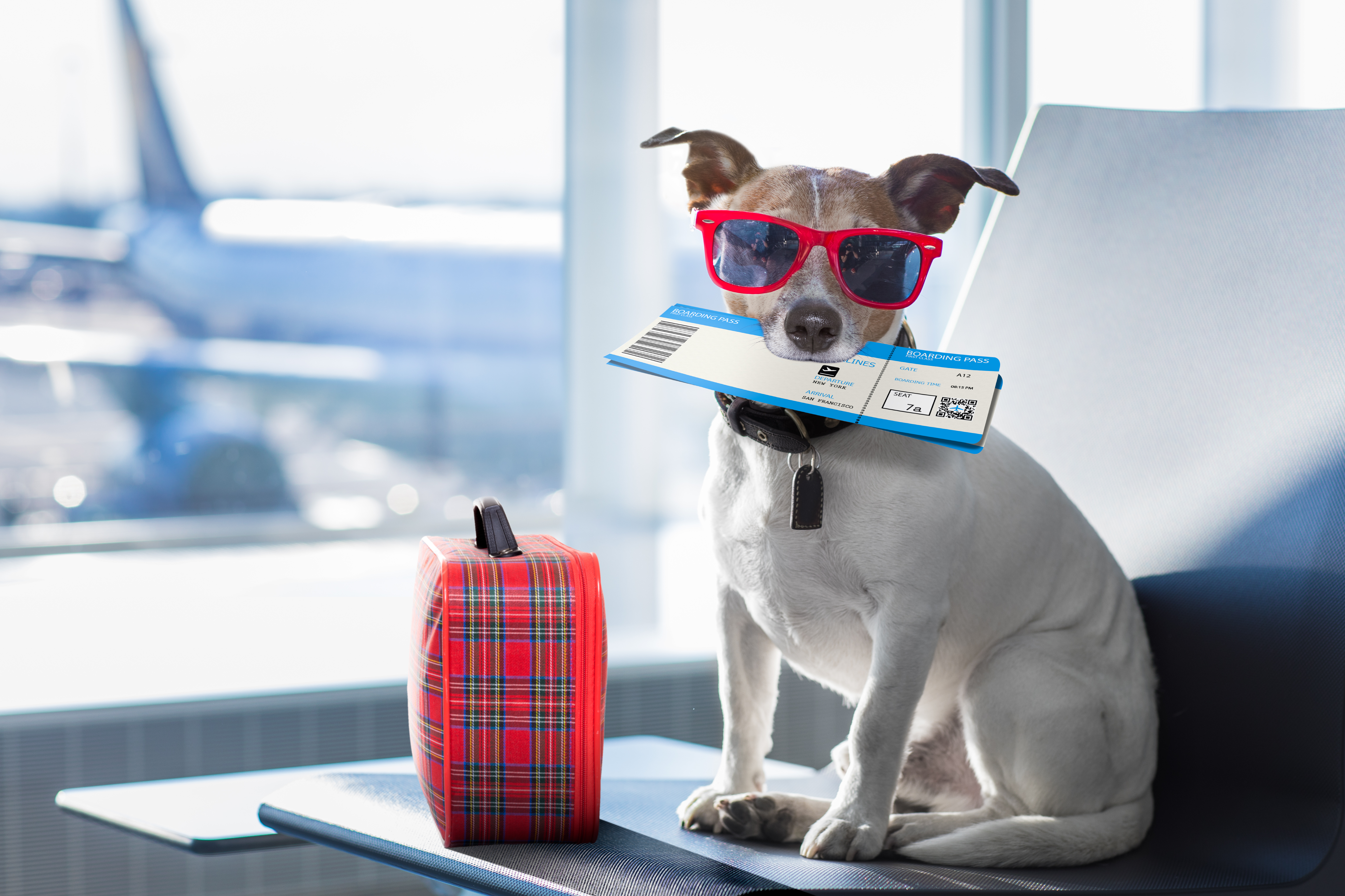 airlines-are-changing-their-pet-policies-sunset-magazine