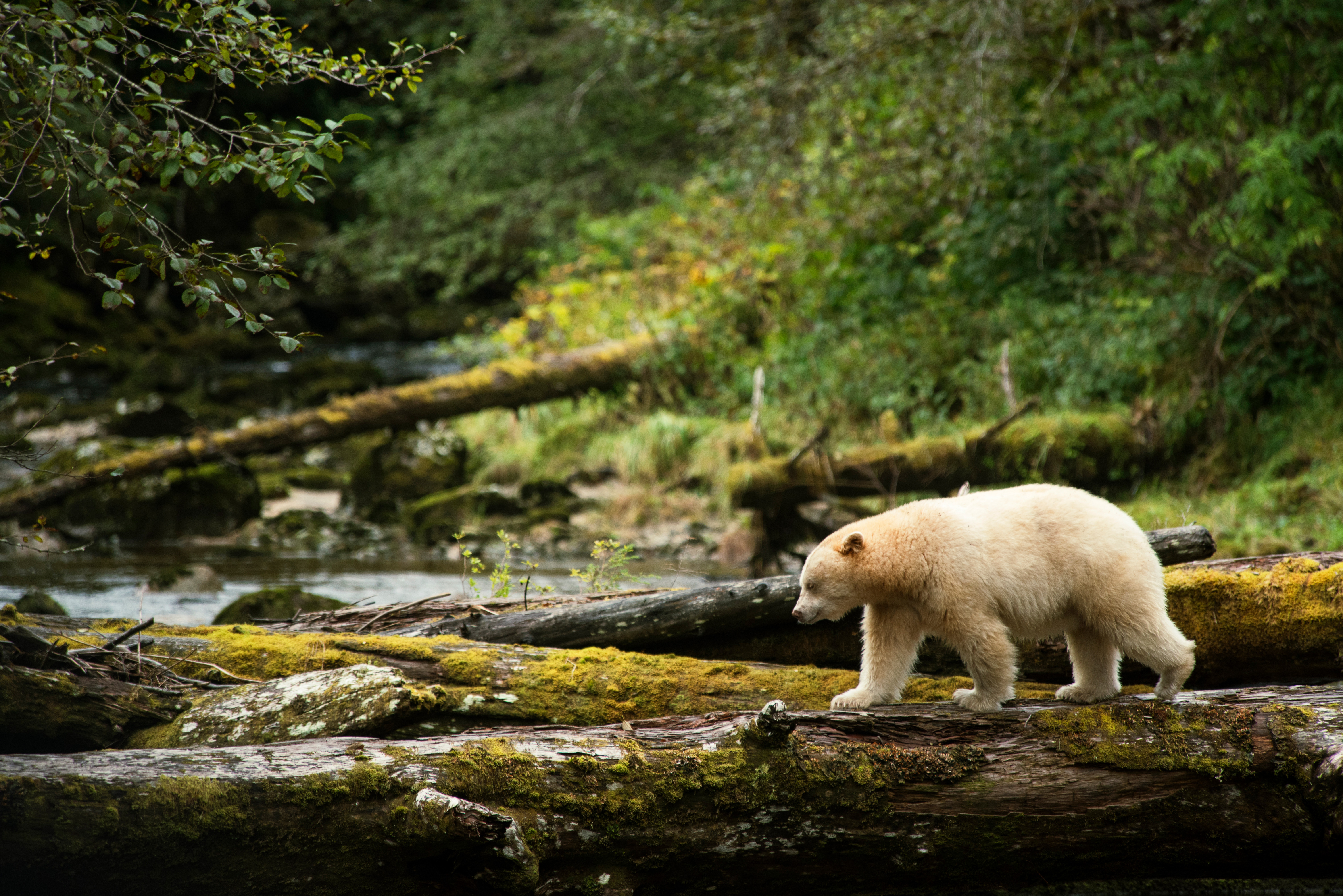 Spirit Bear