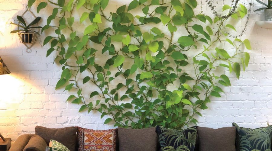 Trailing Plants Vertical Vines For A Living Wall Type Look - Indoor Ivy Wall Diy