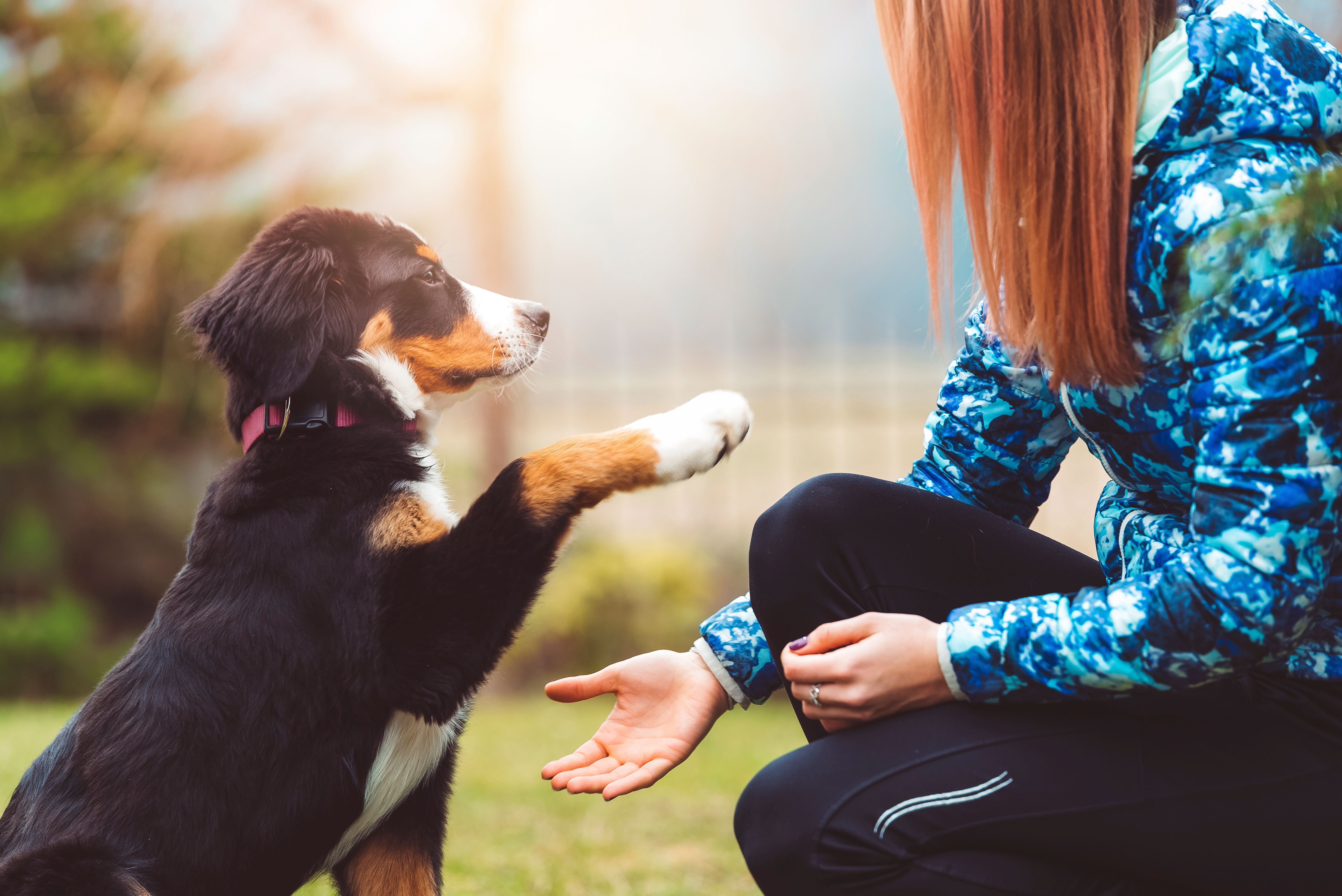 Puppy High-Five