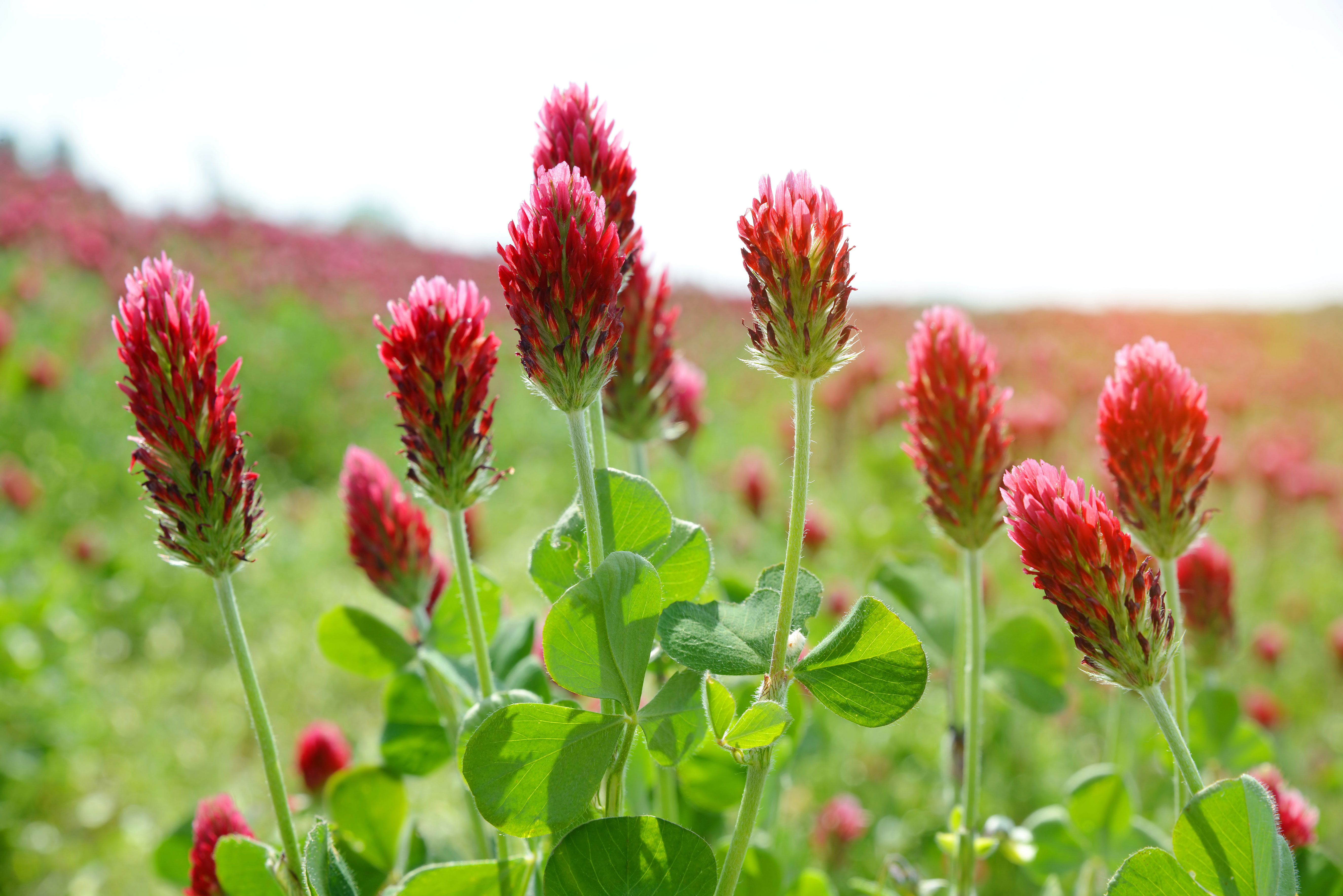 Cover Crops For Your Fall Garden Sunset Magazine