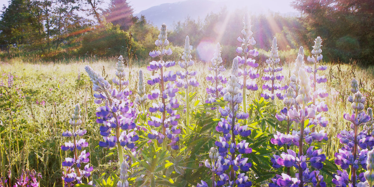 Planting Wildflowers Top Picks for Fall