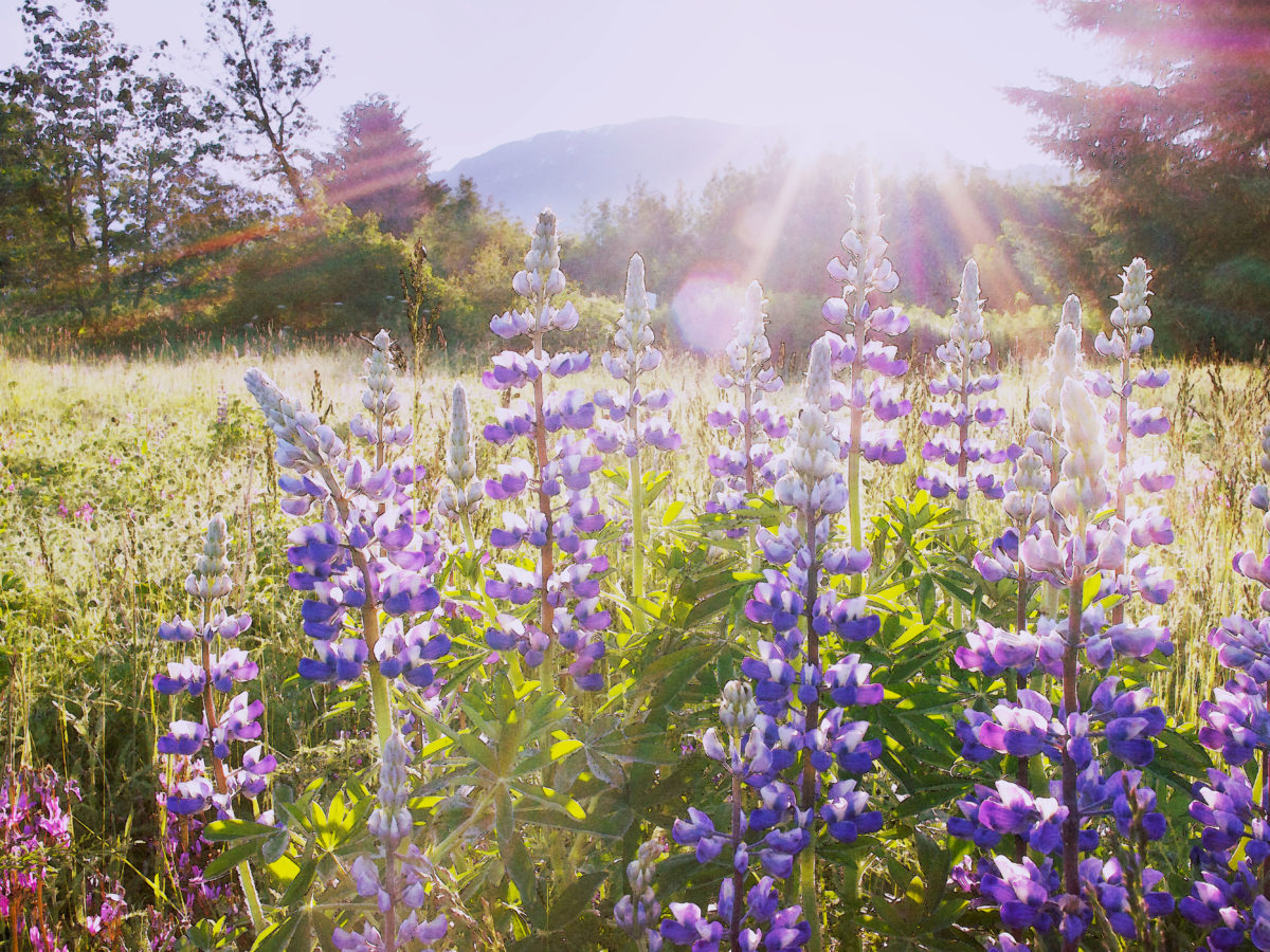 Planting Wildflowers: Top Picks for Fall