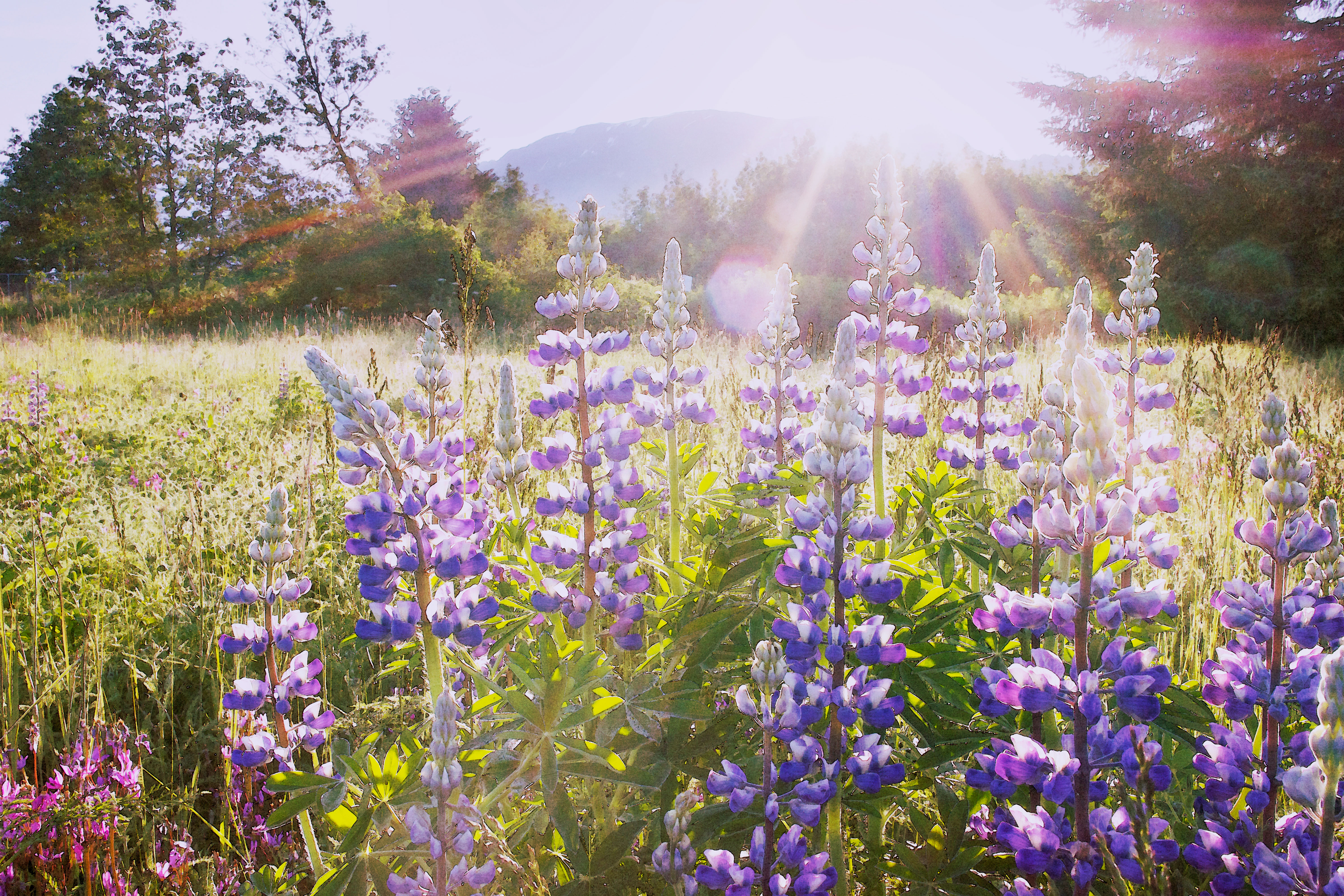 Plant These Wildflowers in Fall for Stunning Spring Blooms