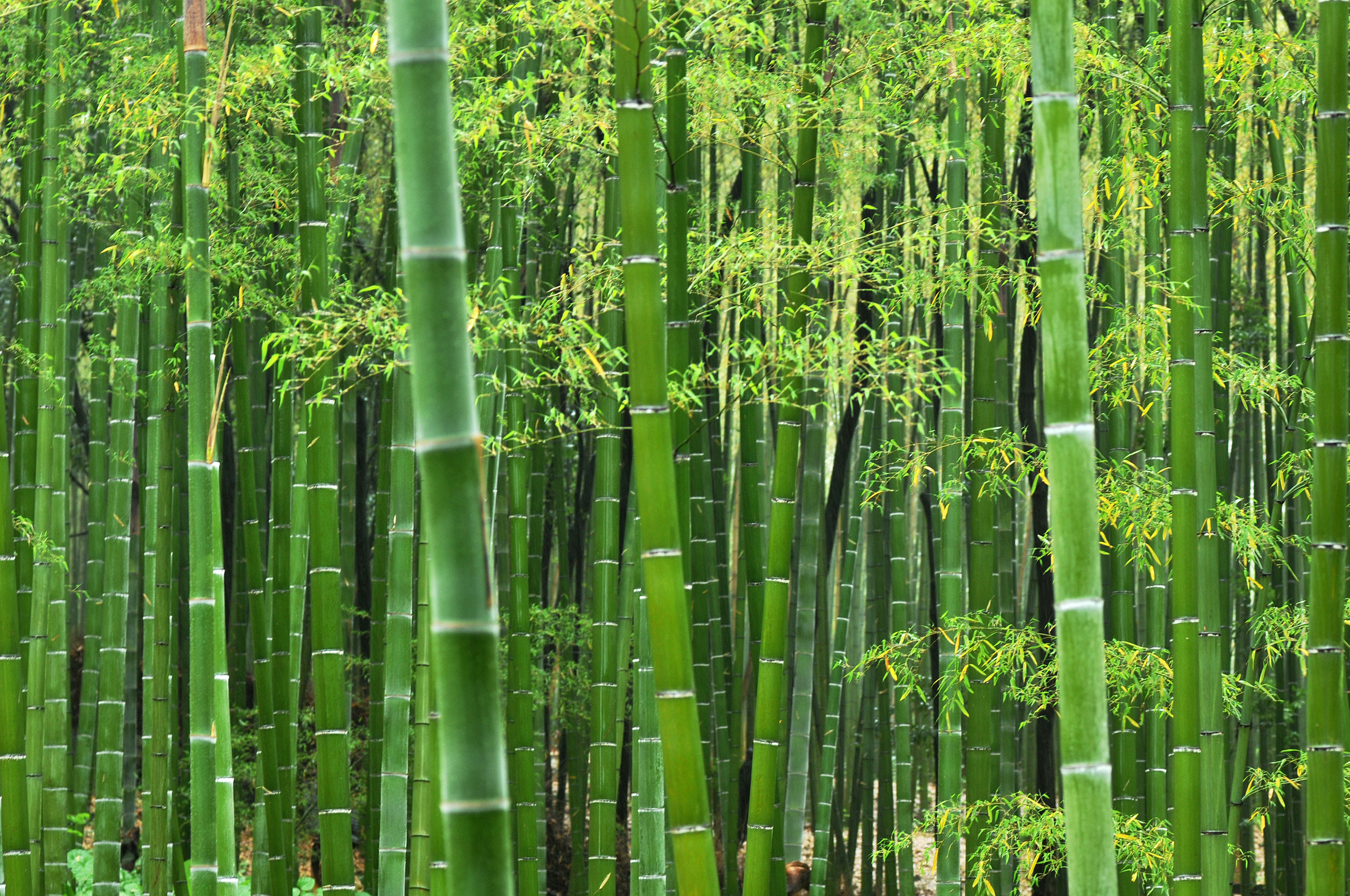 bamboo