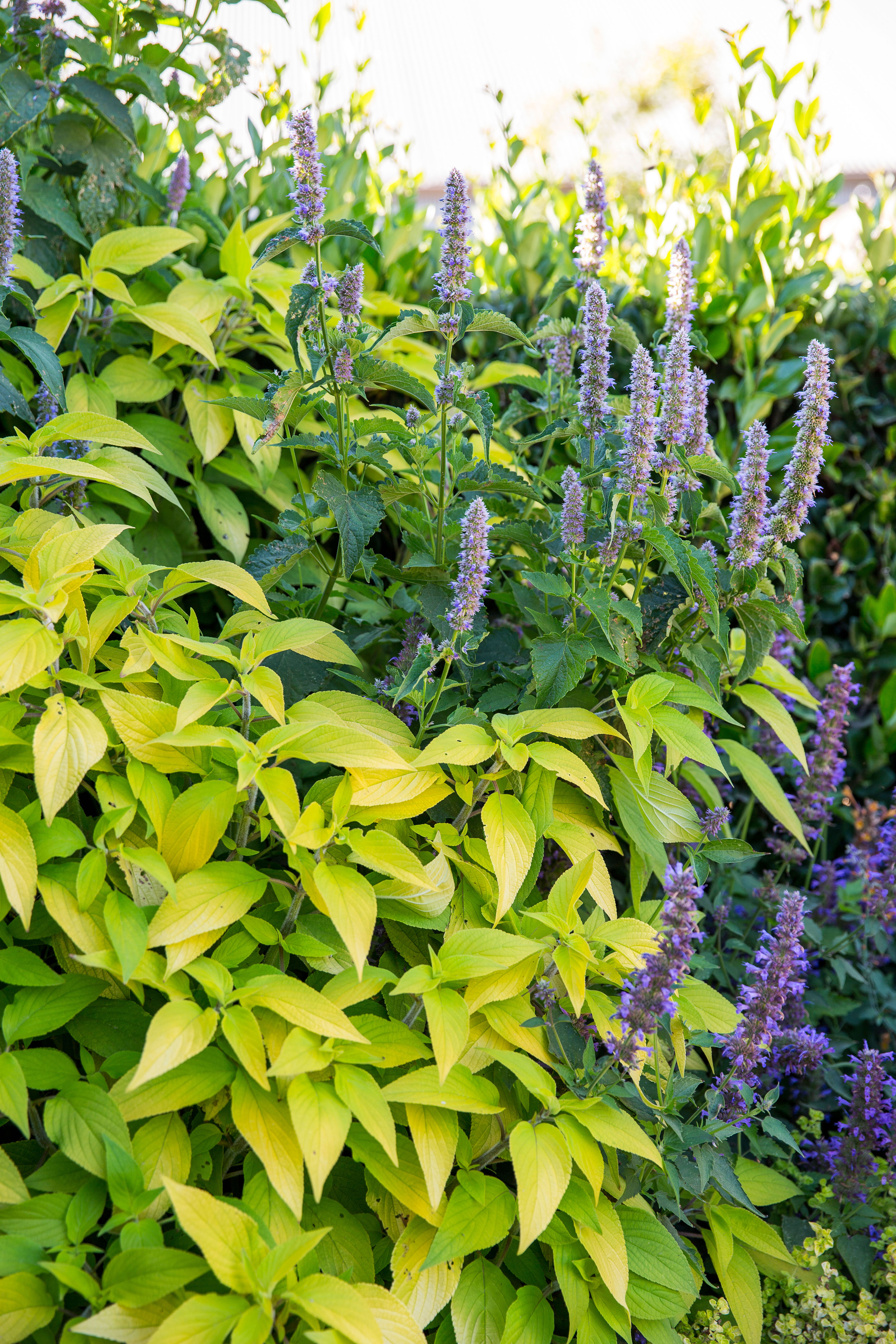 Blue Fox Garden Sophora Prostrata Little Baby Is My Favorite