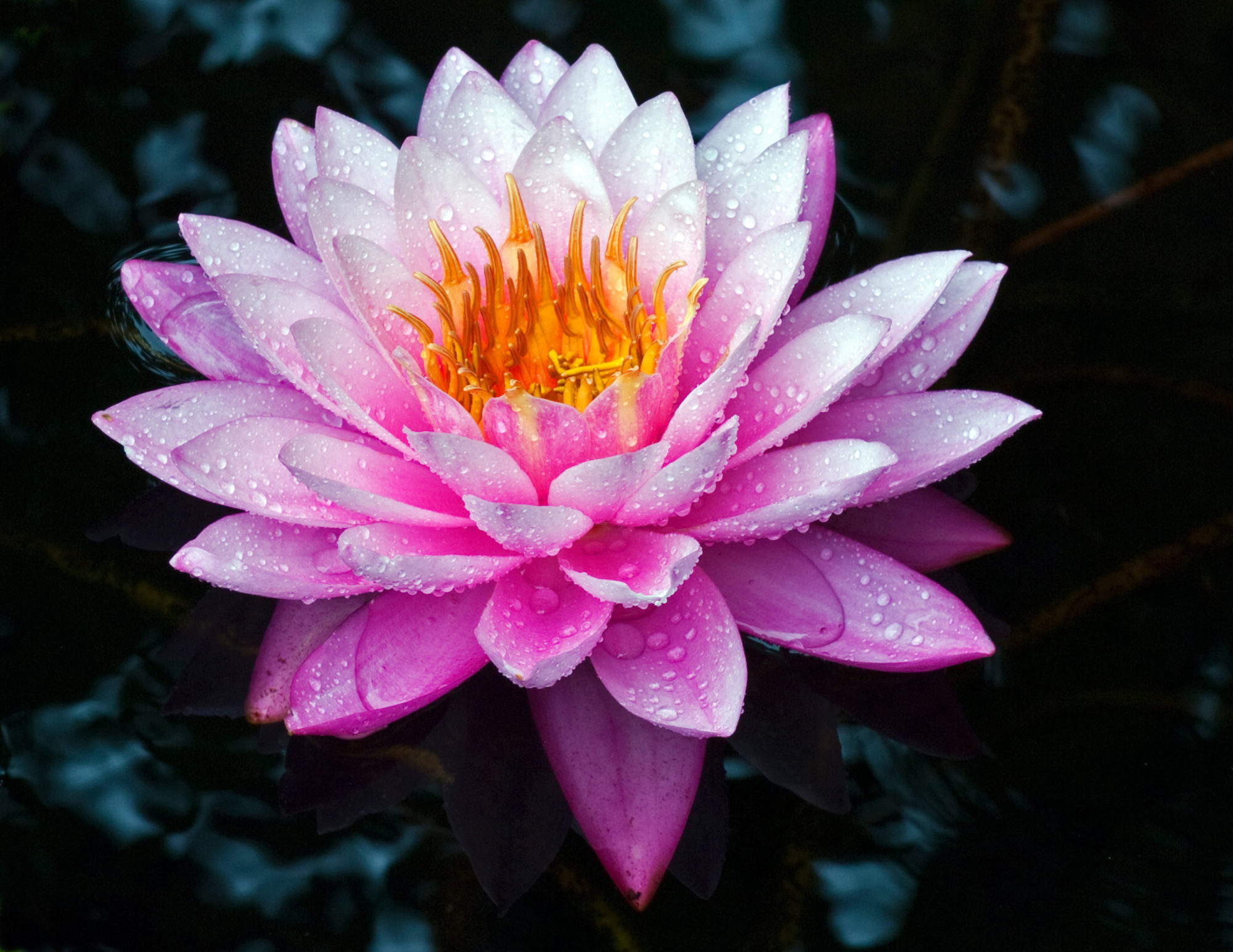 night-bloomers-antares-water-lily-fcc-04