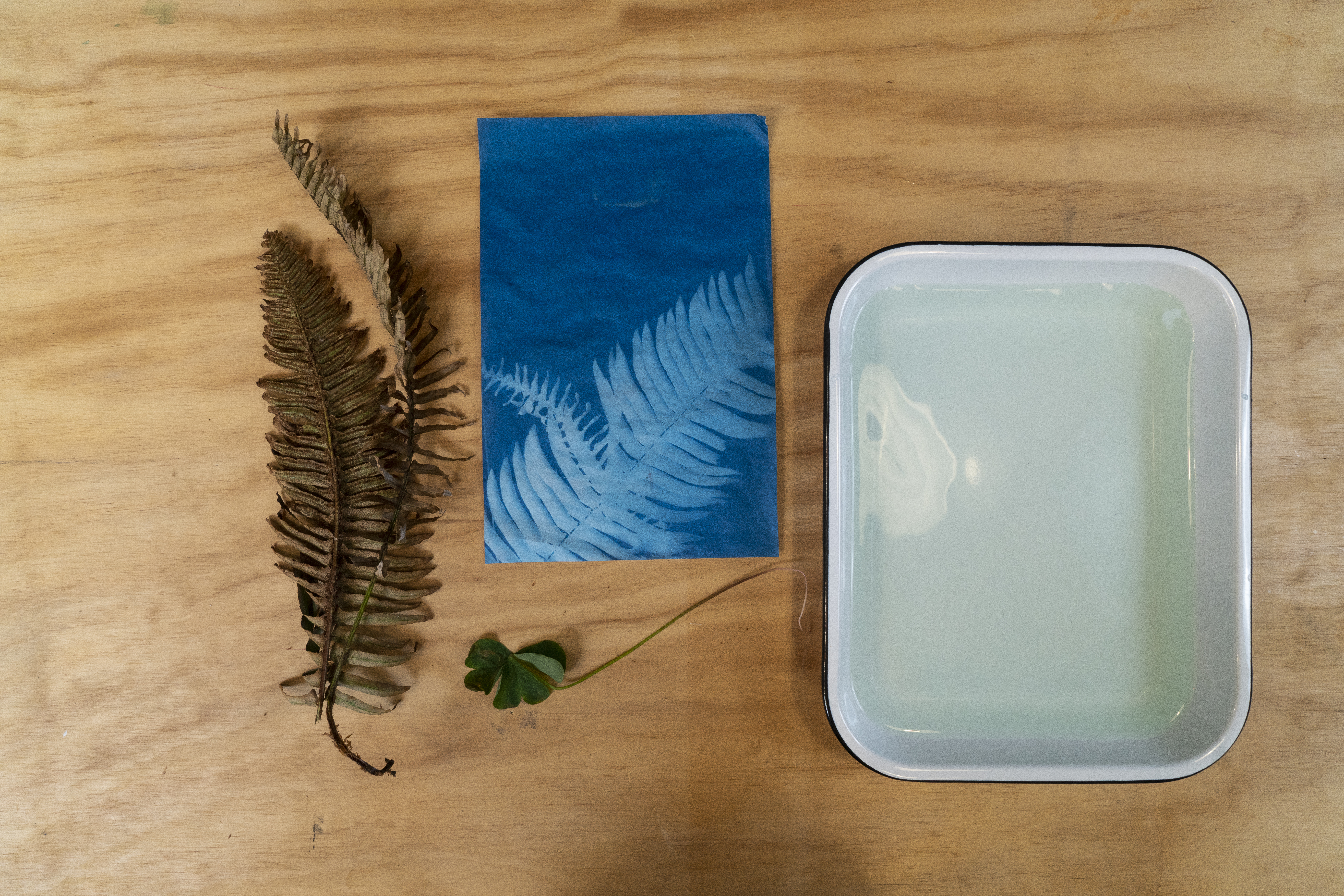 How to Make a Sun Print