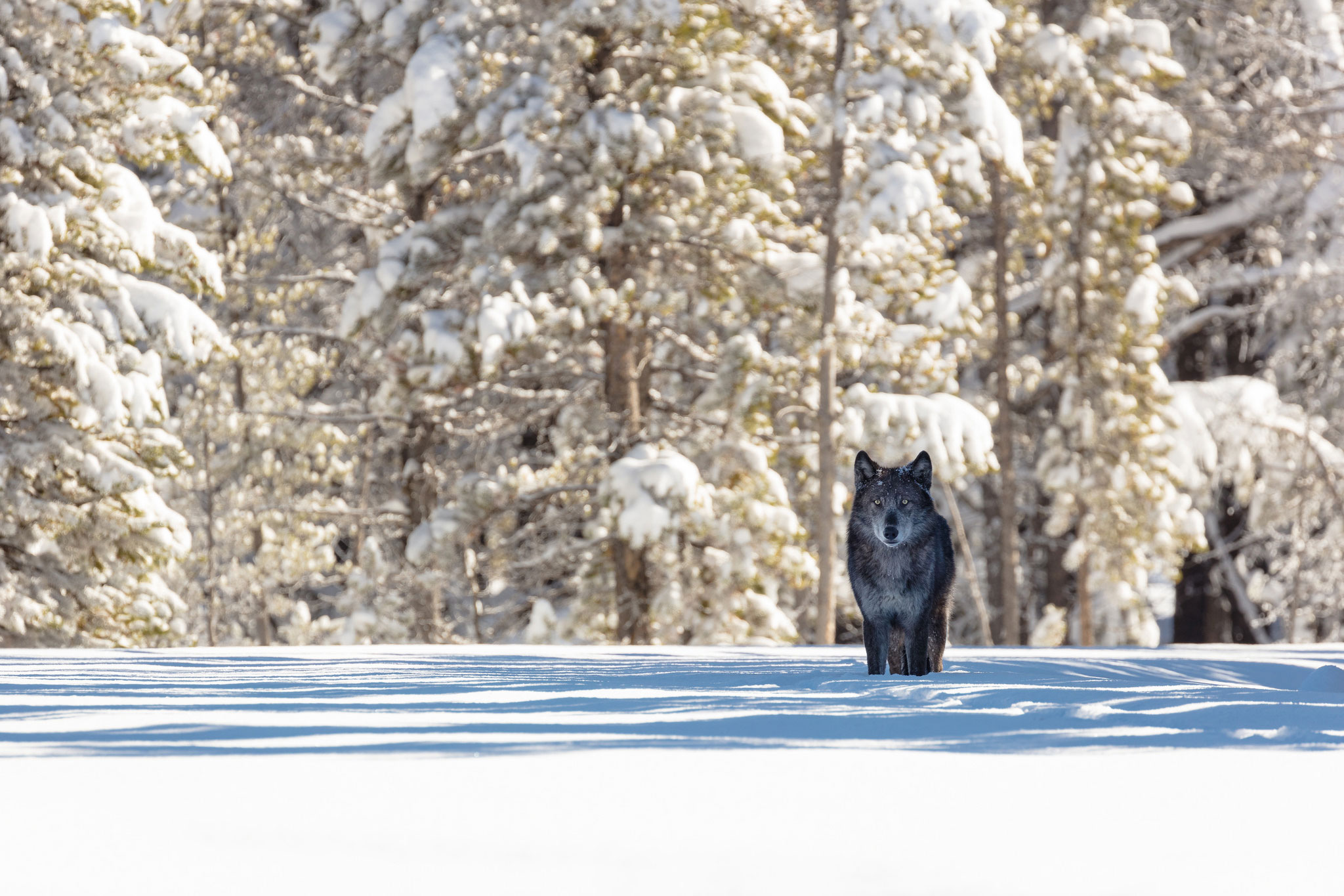 See Wolves in Yellowstone