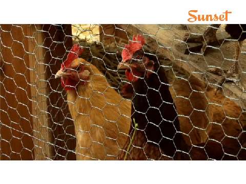 Favorite egg recipes