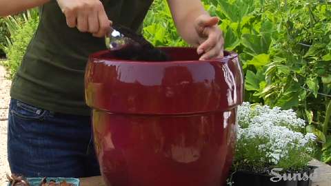 How to Plant Bulbs in a Pot
