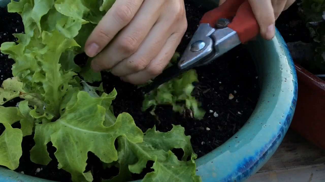 How to Harvest Lettuce