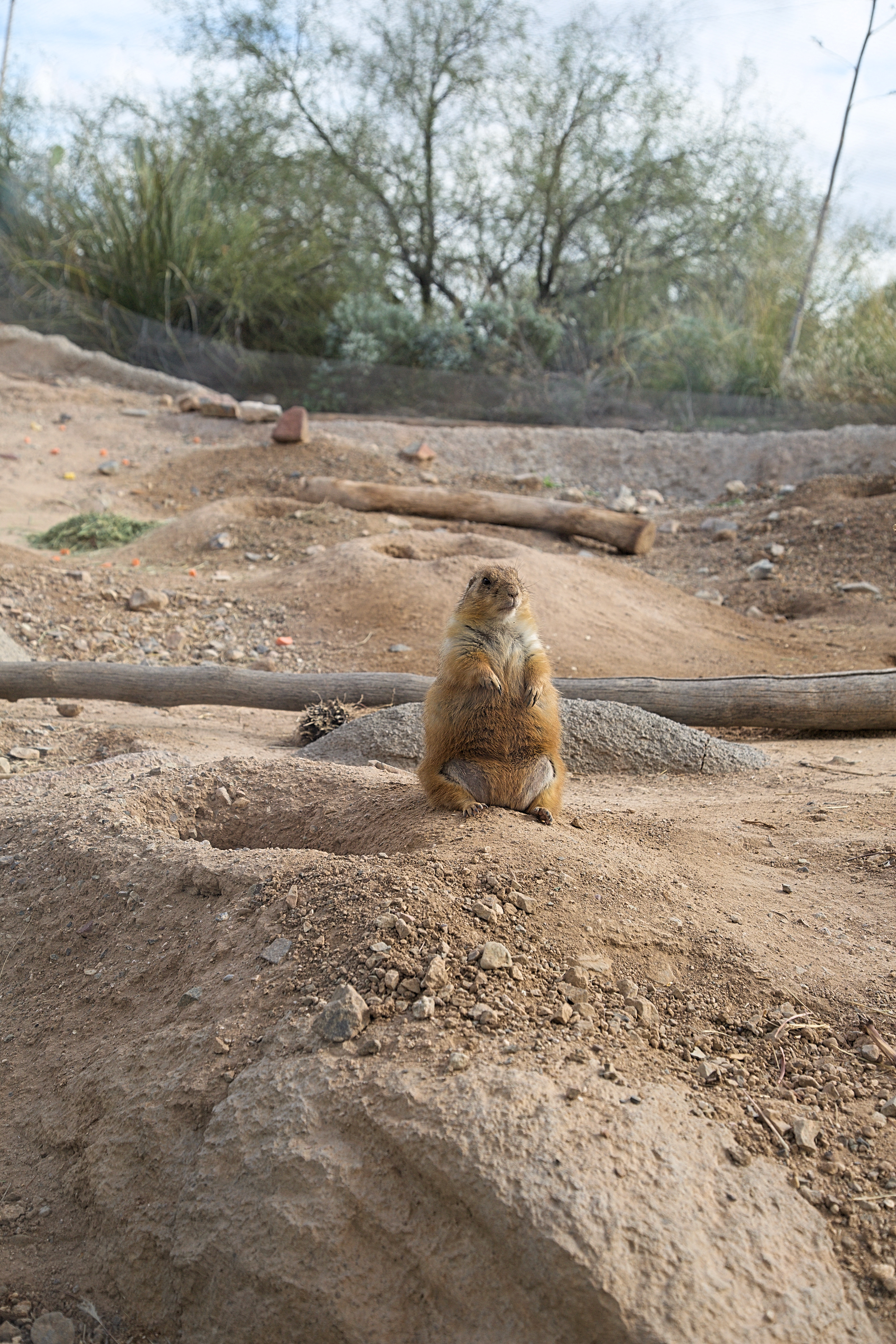 you-can-see-art-and-wildlife-all-under-one-roof