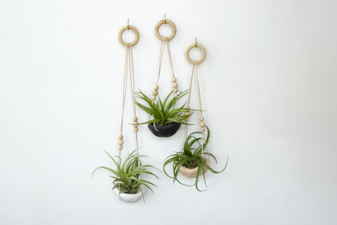Air Plant Holder