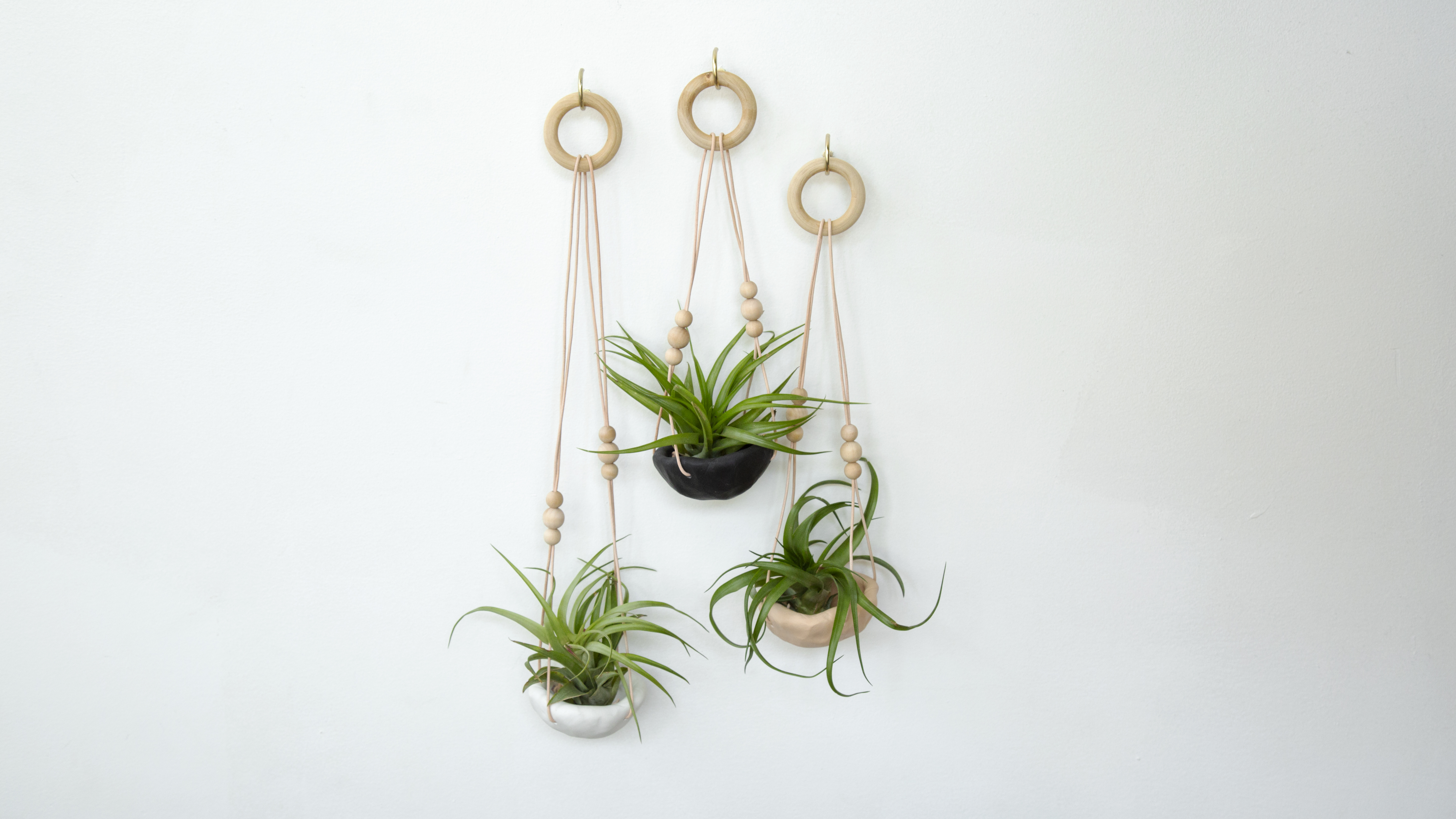 Air Plant Holder