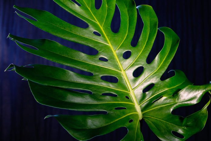 Philodendron