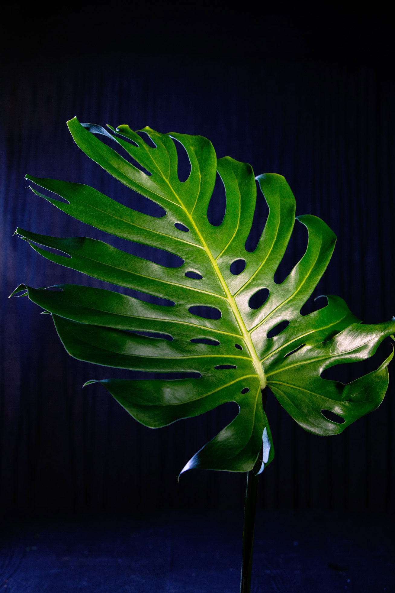 philodendron