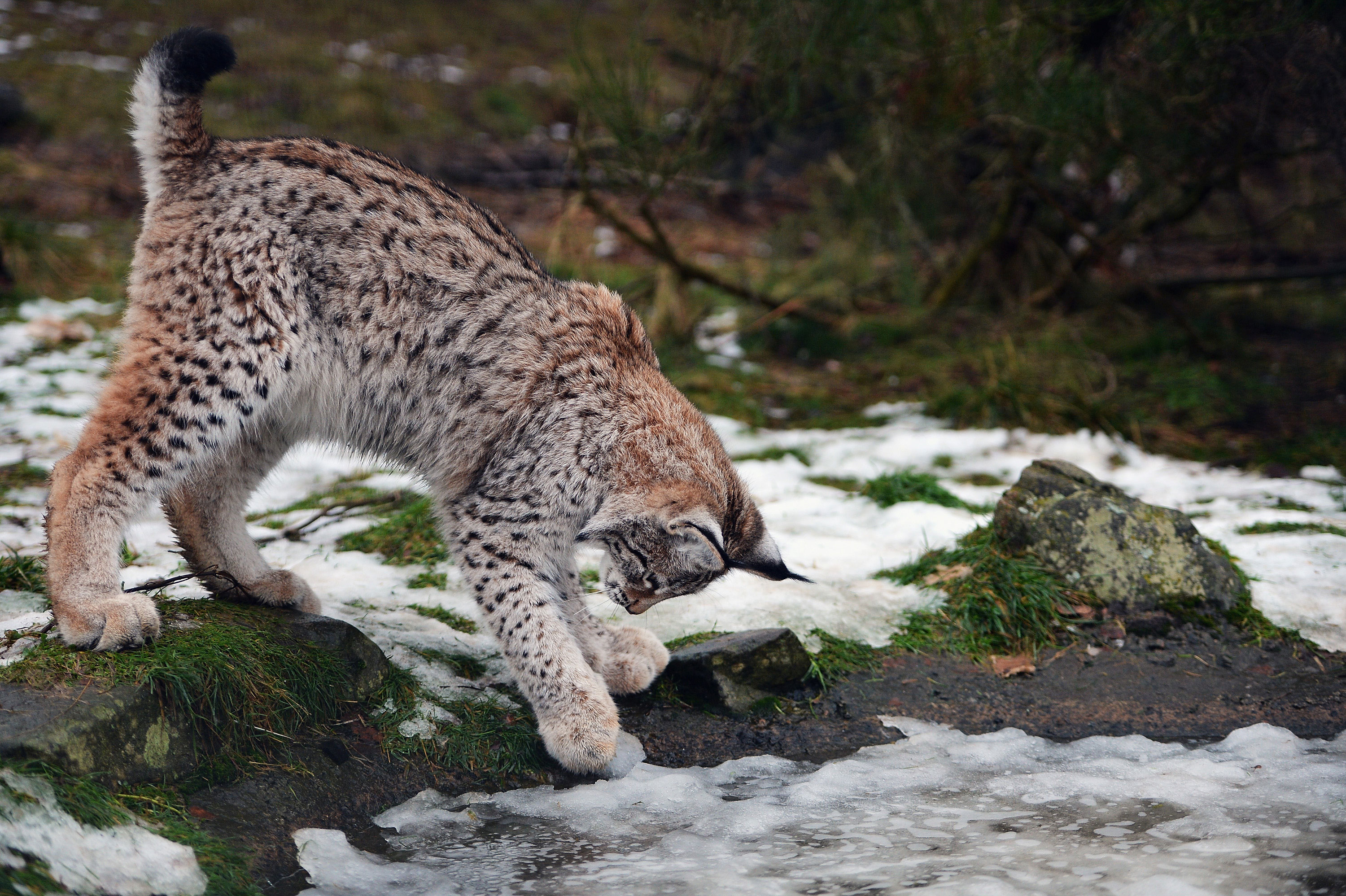look-for-lynx-in-colorado
