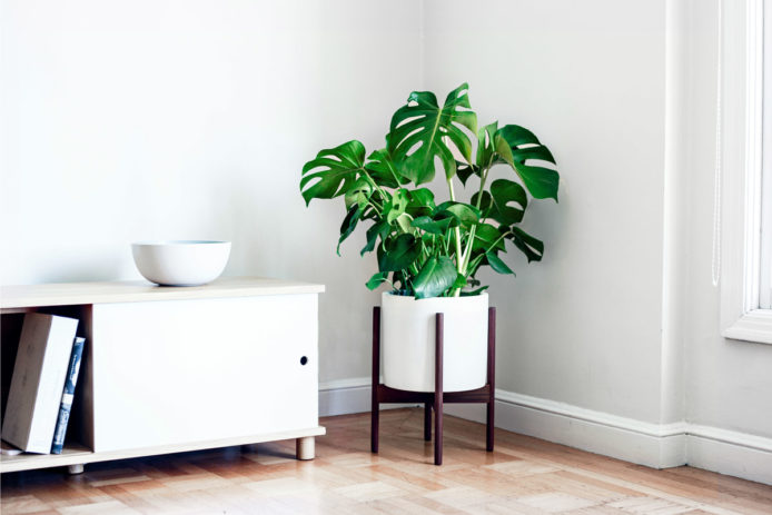 Léon & George Monstera Deliciosa