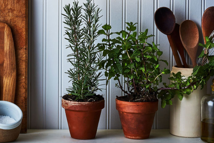 Potted Herbs