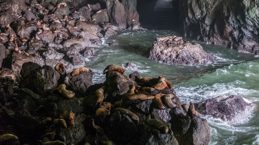 sea-lion-caves-or