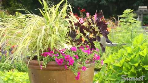How to plant a container