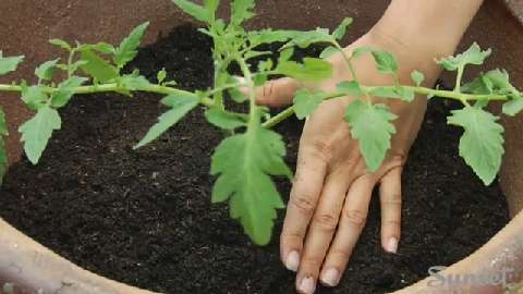 How to Grow Veggies in a Pot