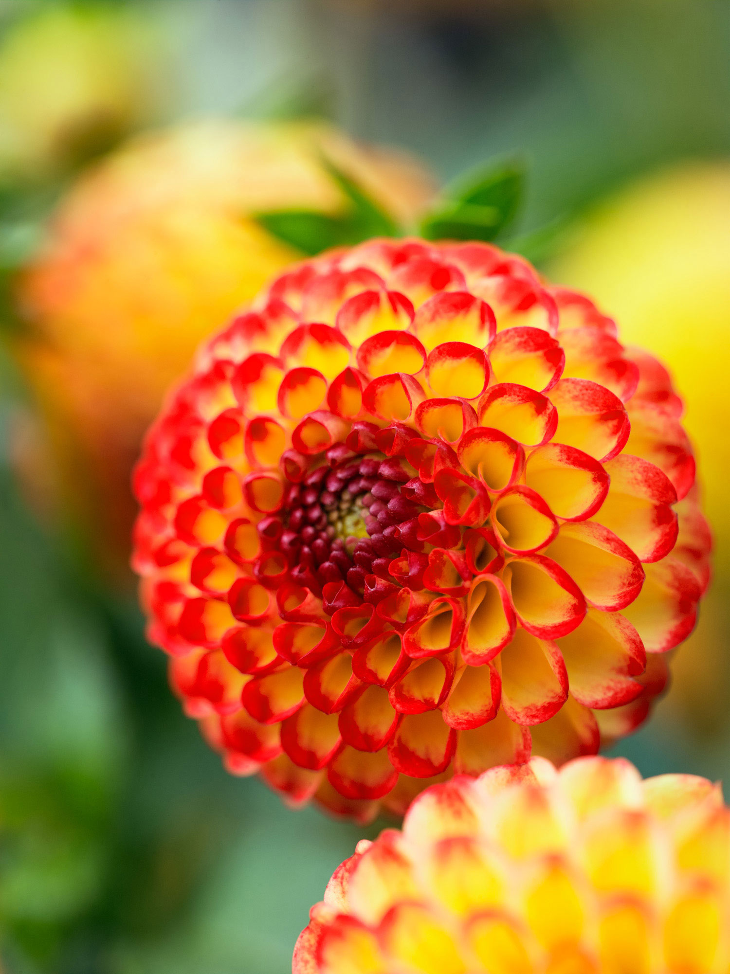 Autumn Flowering Plants Annuals You ll Fall For Sunset Magazine