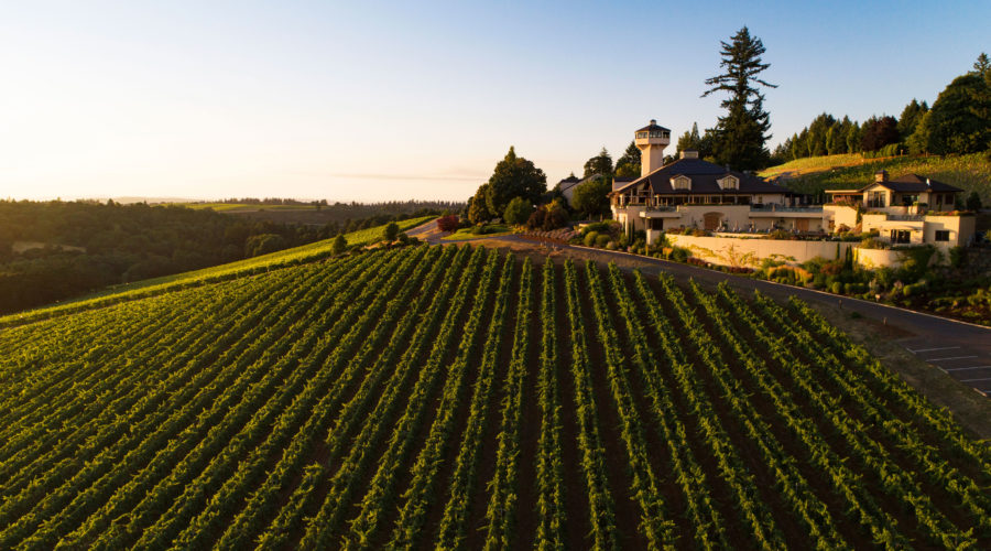 The fields during the winery harvest at Willamette Valley Vineyards