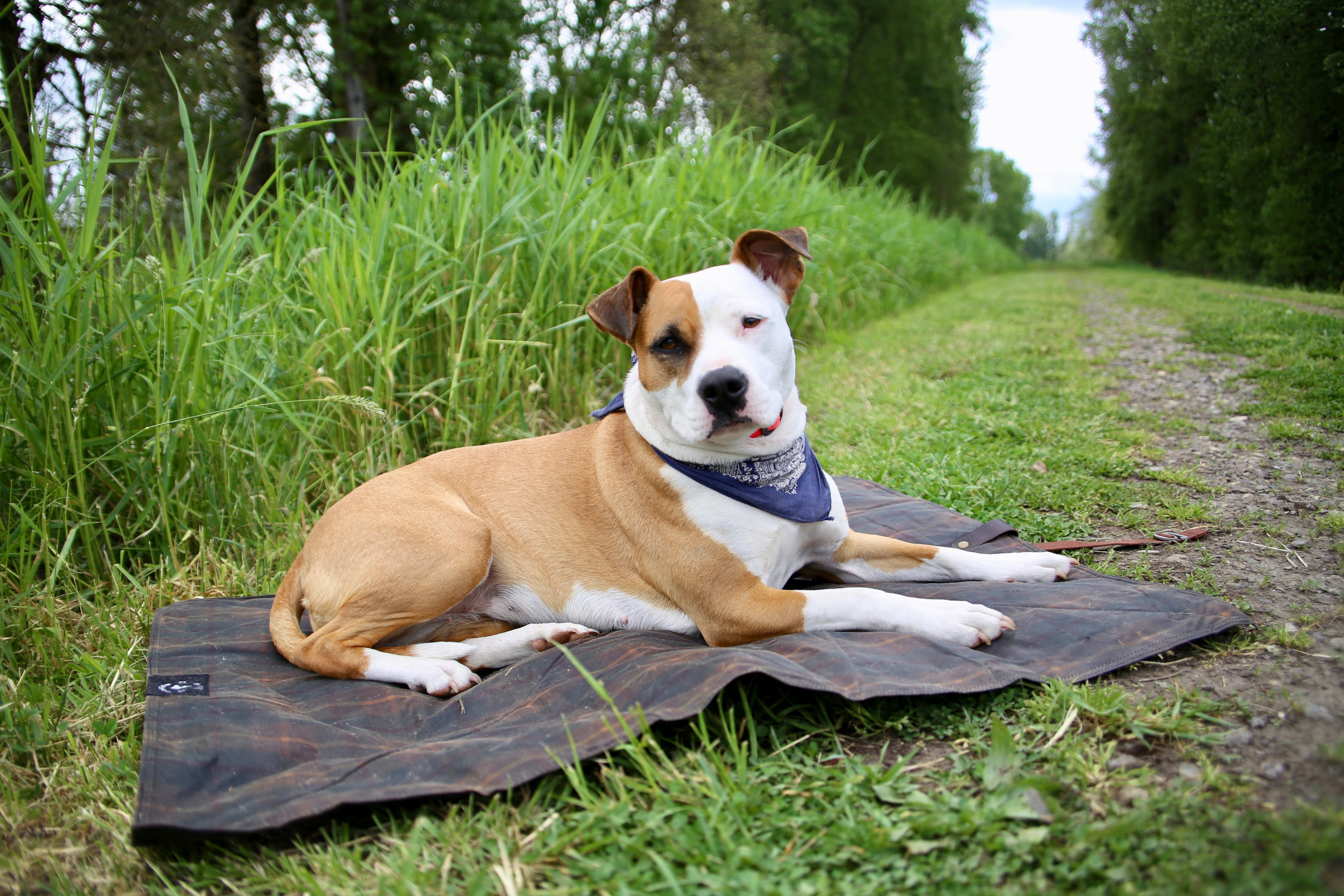 oregon-tails-adventuredog-bed-roll