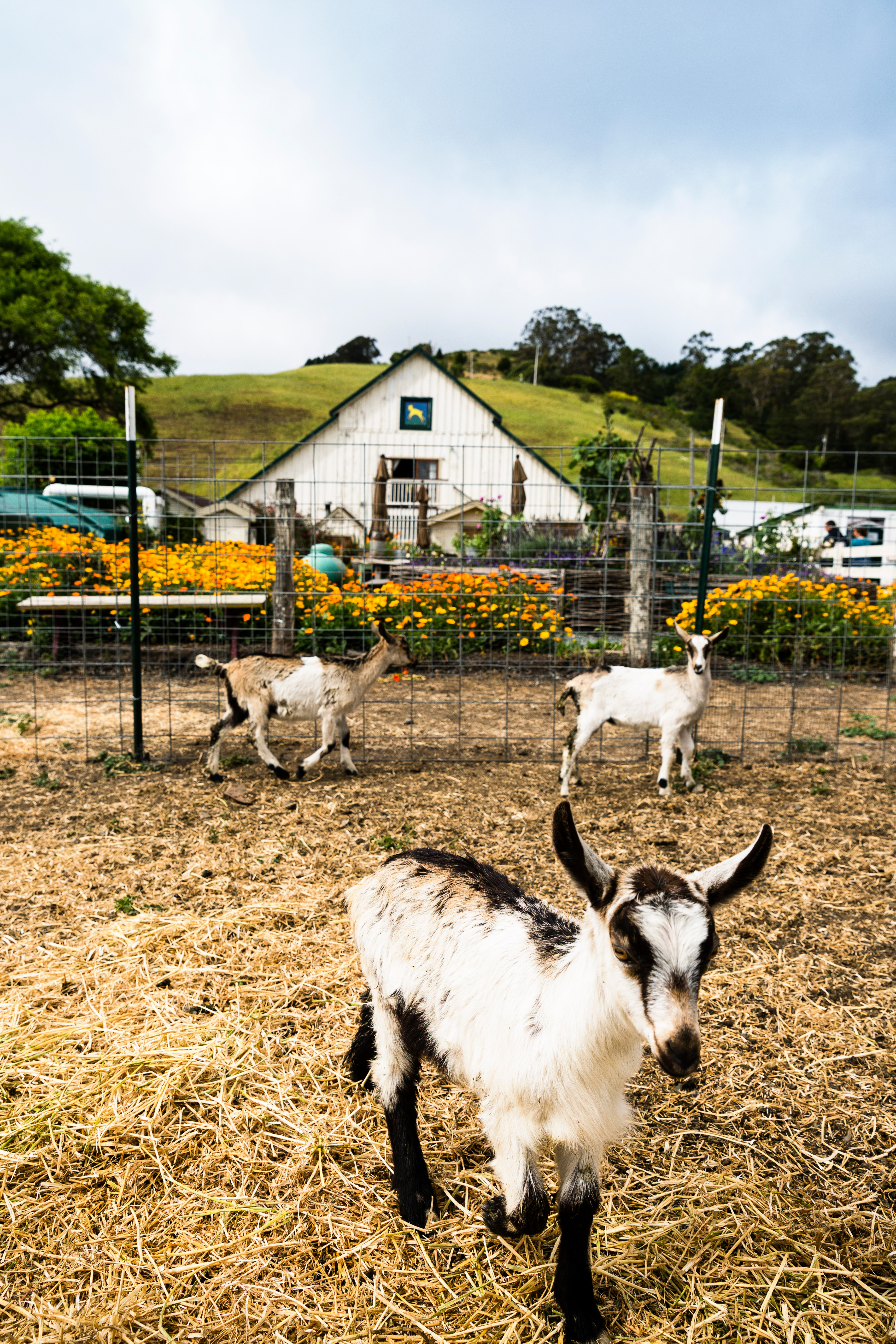 Top 10 Farms to Visit for Family Fun